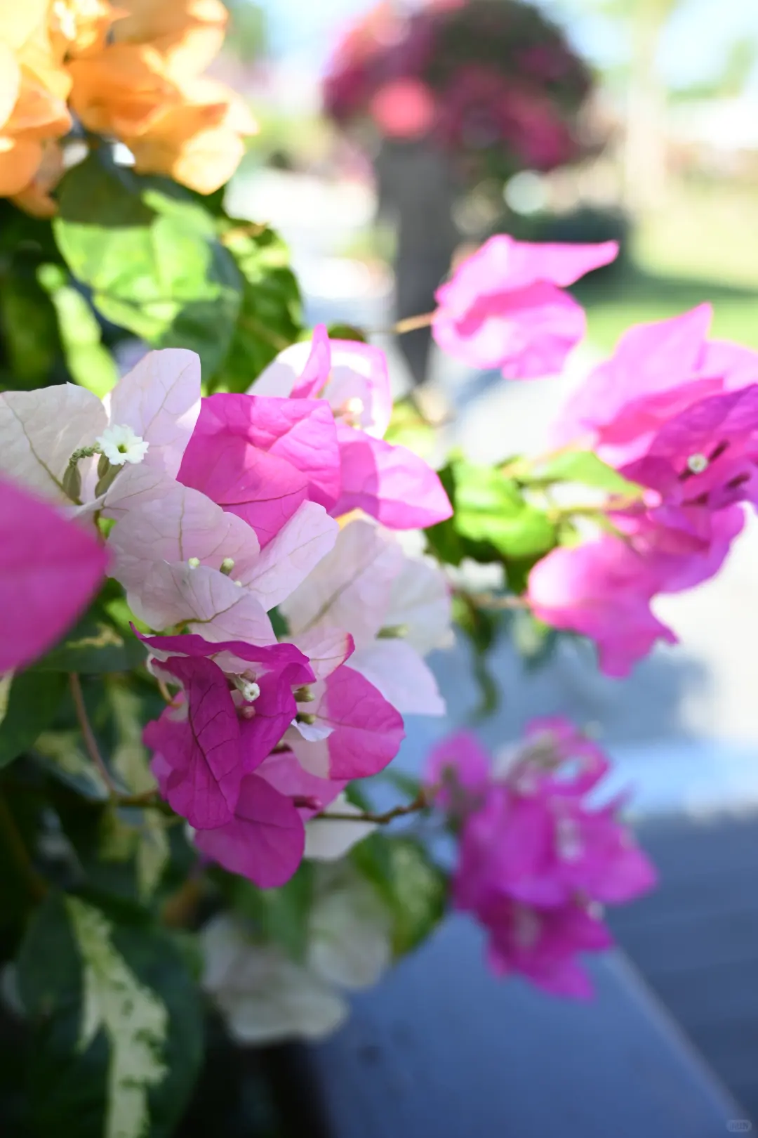 第119站 三亚-三角梅科博园