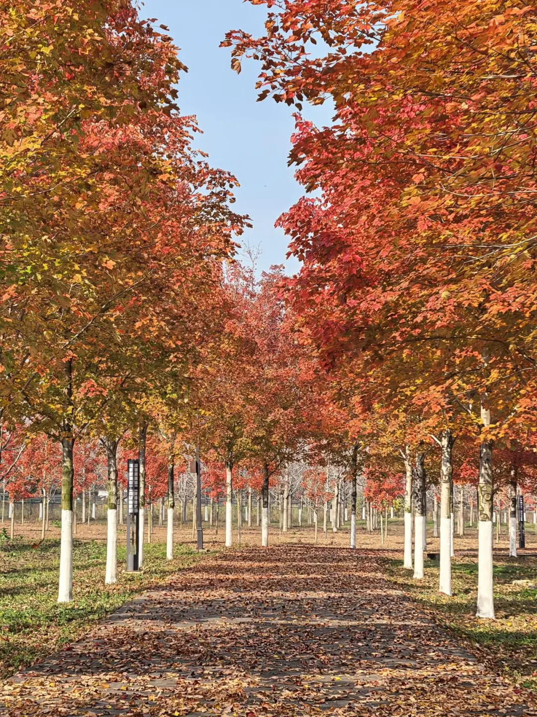 徐州秋天必来的公园坐火车赏枫、露营美翻了
