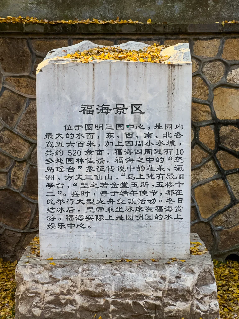 圆明园福海景区门口银杏树，金果挂枝秋染福