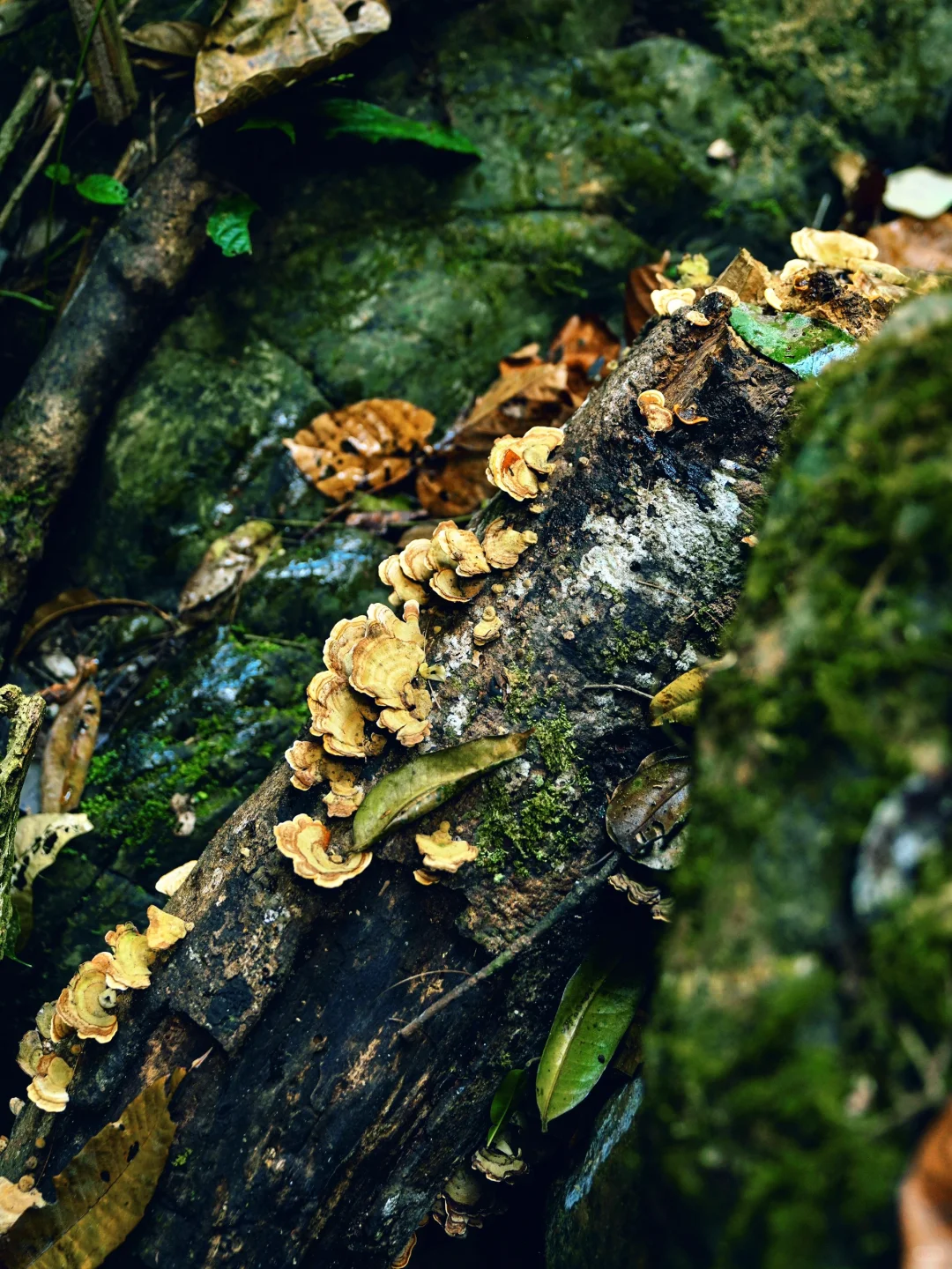 《国家地理》没骗我！真的是被低估的宝藏小城