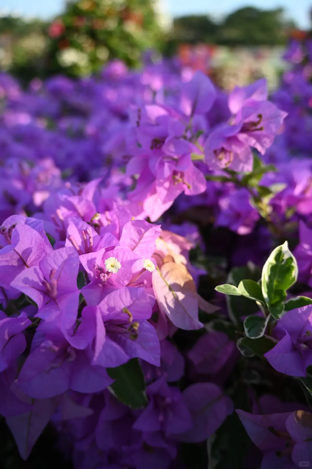 第119站 三亚-三角梅科博园