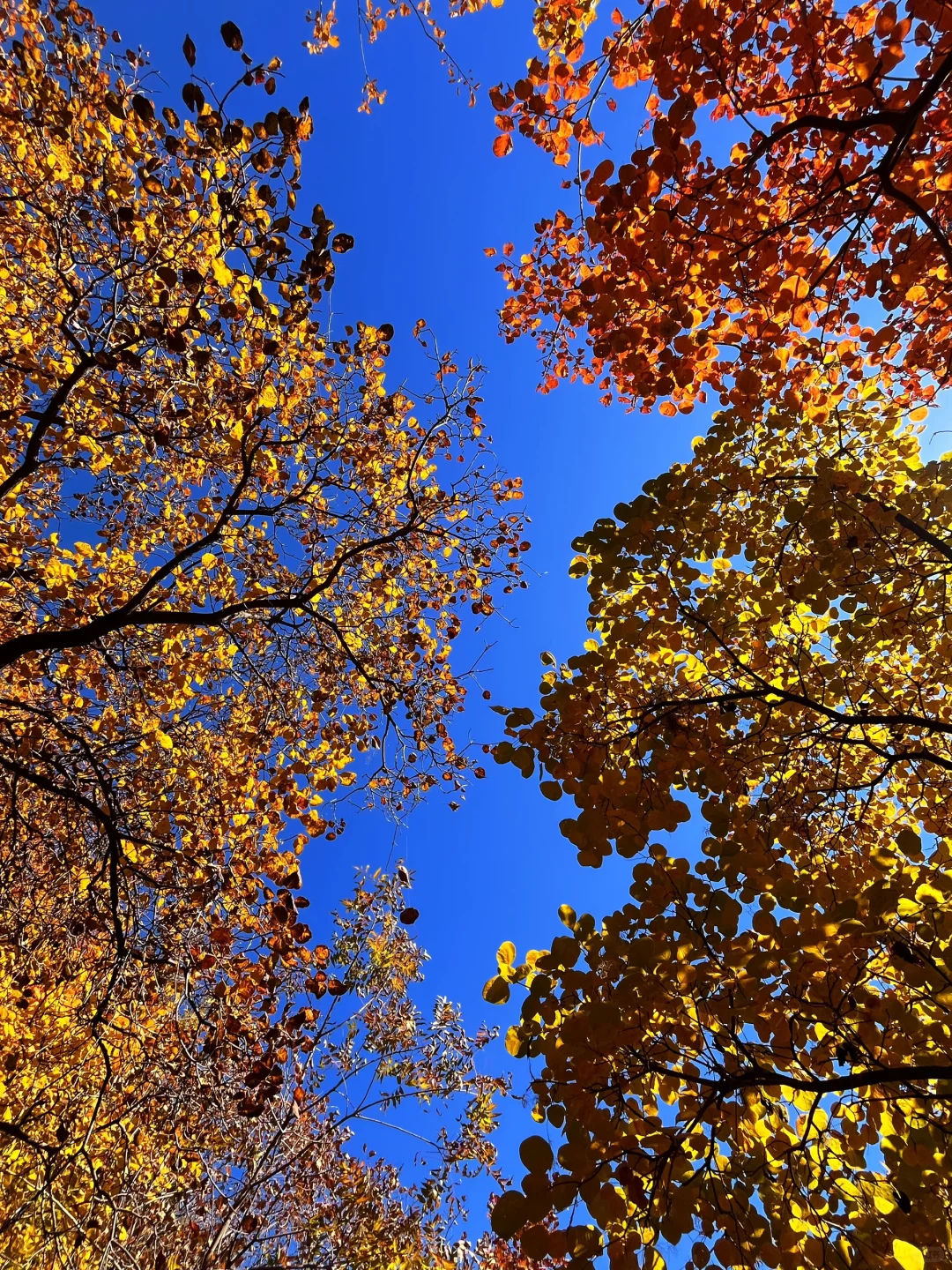 秋天一定要去沙河佛照山！！！🍁