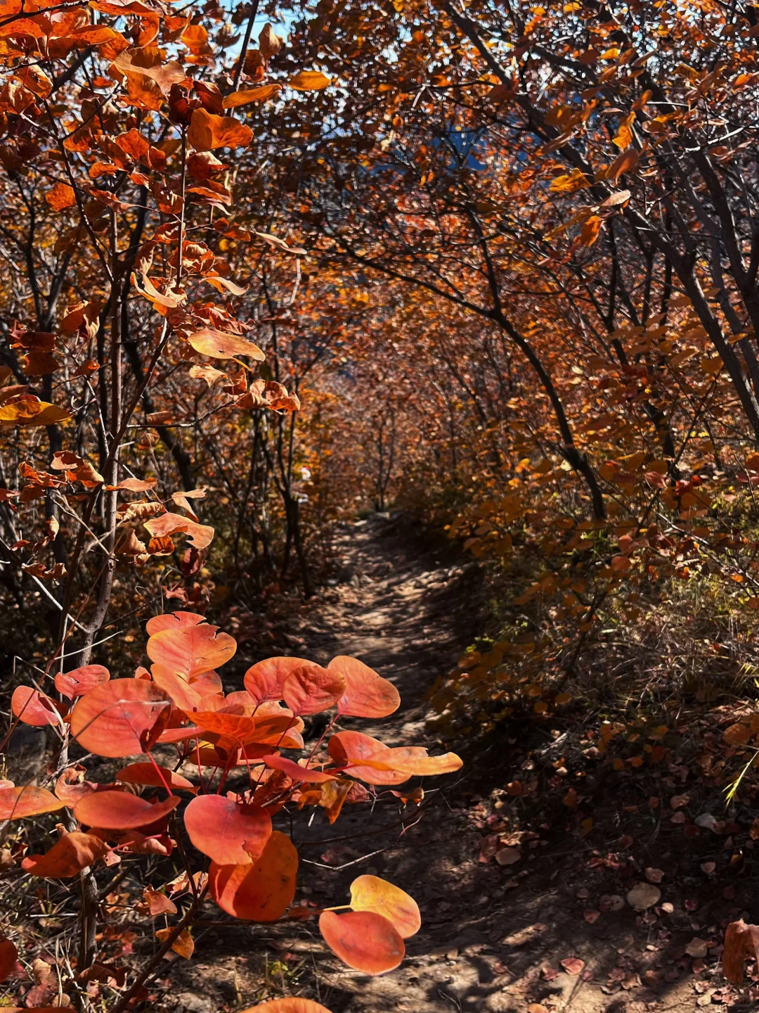 秋天一定要去沙河佛照山！！！🍁