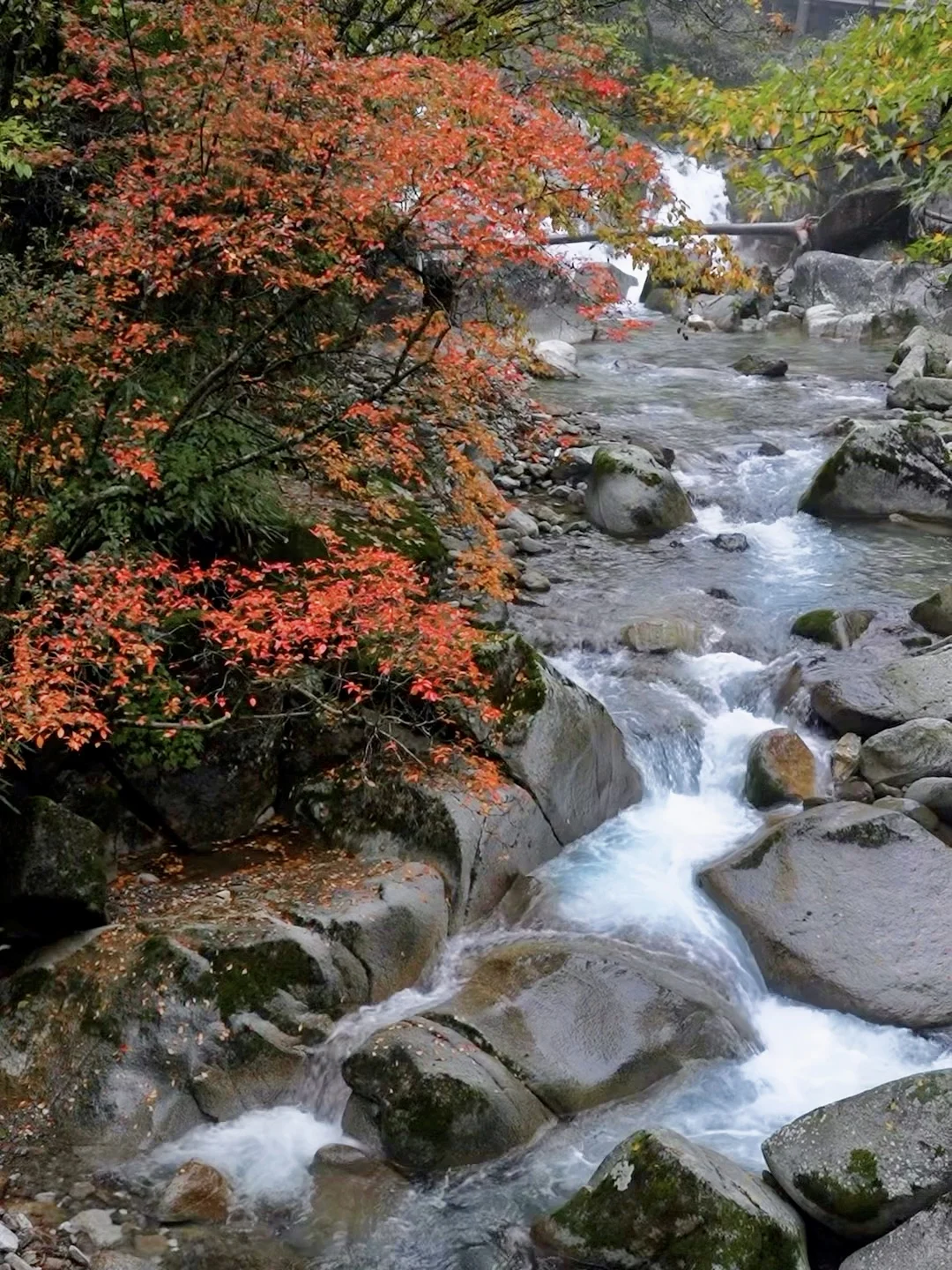 被《国家地理》安利的红叶第一山有多绝❗️