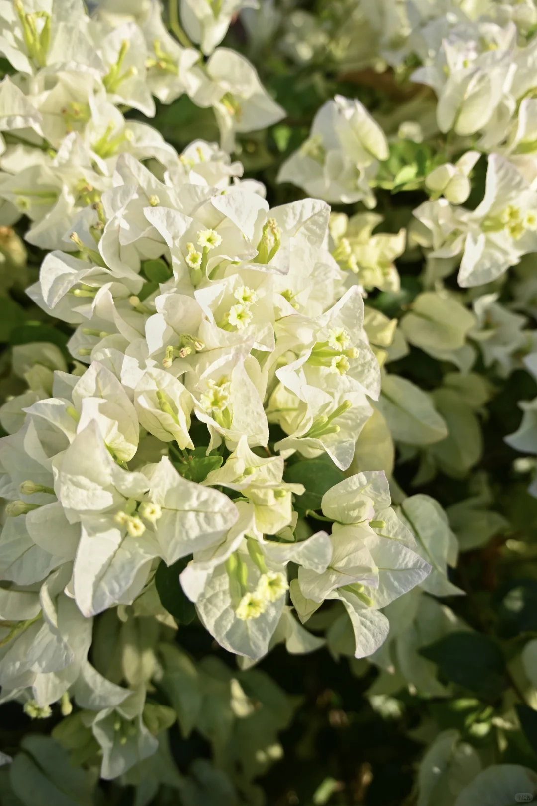 第119站 三亚-三角梅科博园