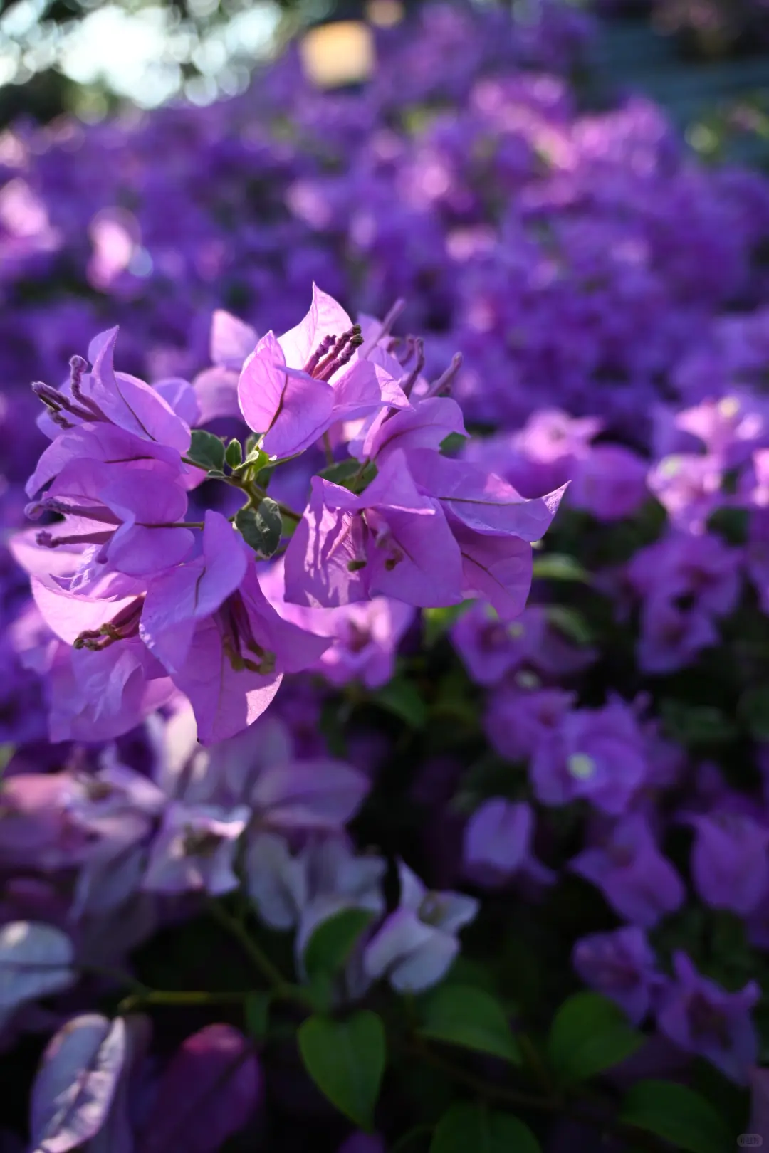 第119站 三亚-三角梅科博园