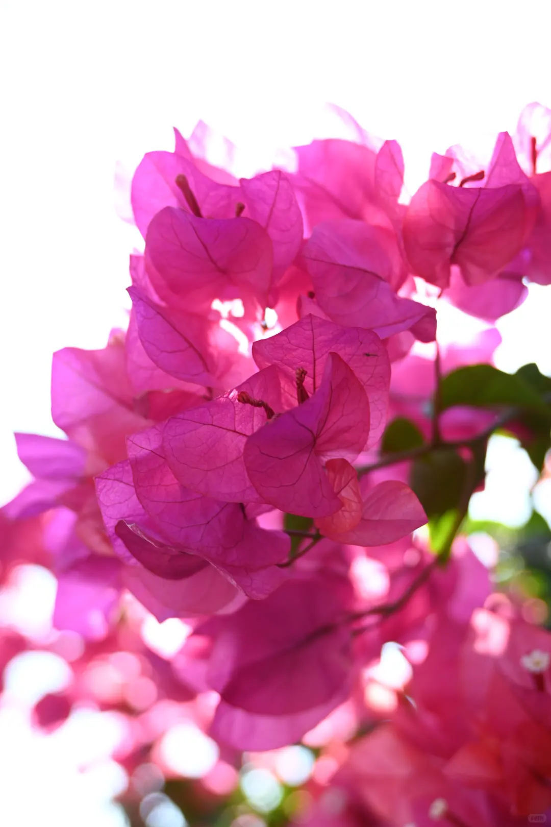 第119站 三亚-三角梅科博园