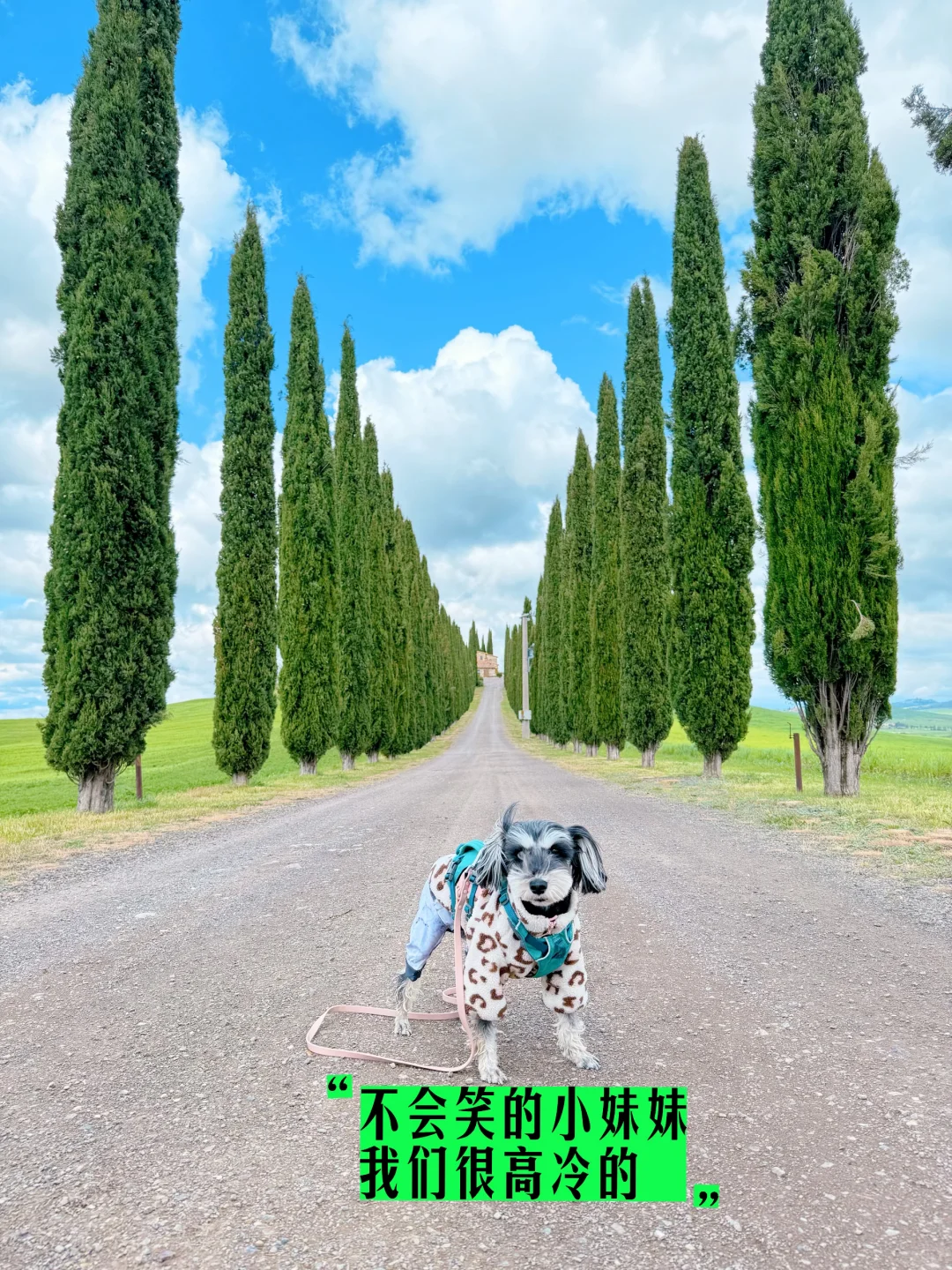 “意大利!小狗我从中国来旅游原来这么容易!”