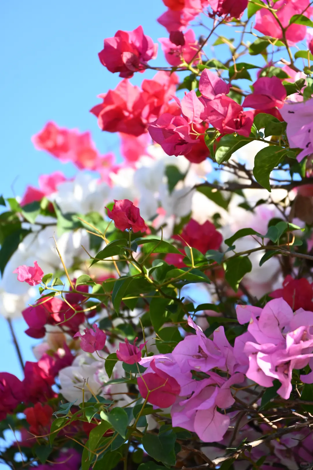 第119站 三亚-三角梅科博园