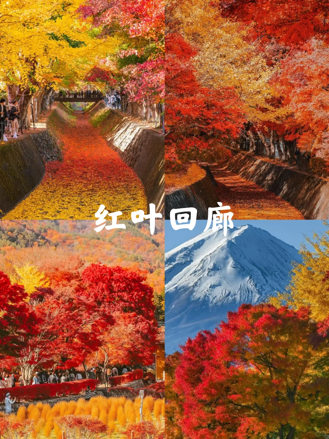 富士山｜秋季十大必打卡景点