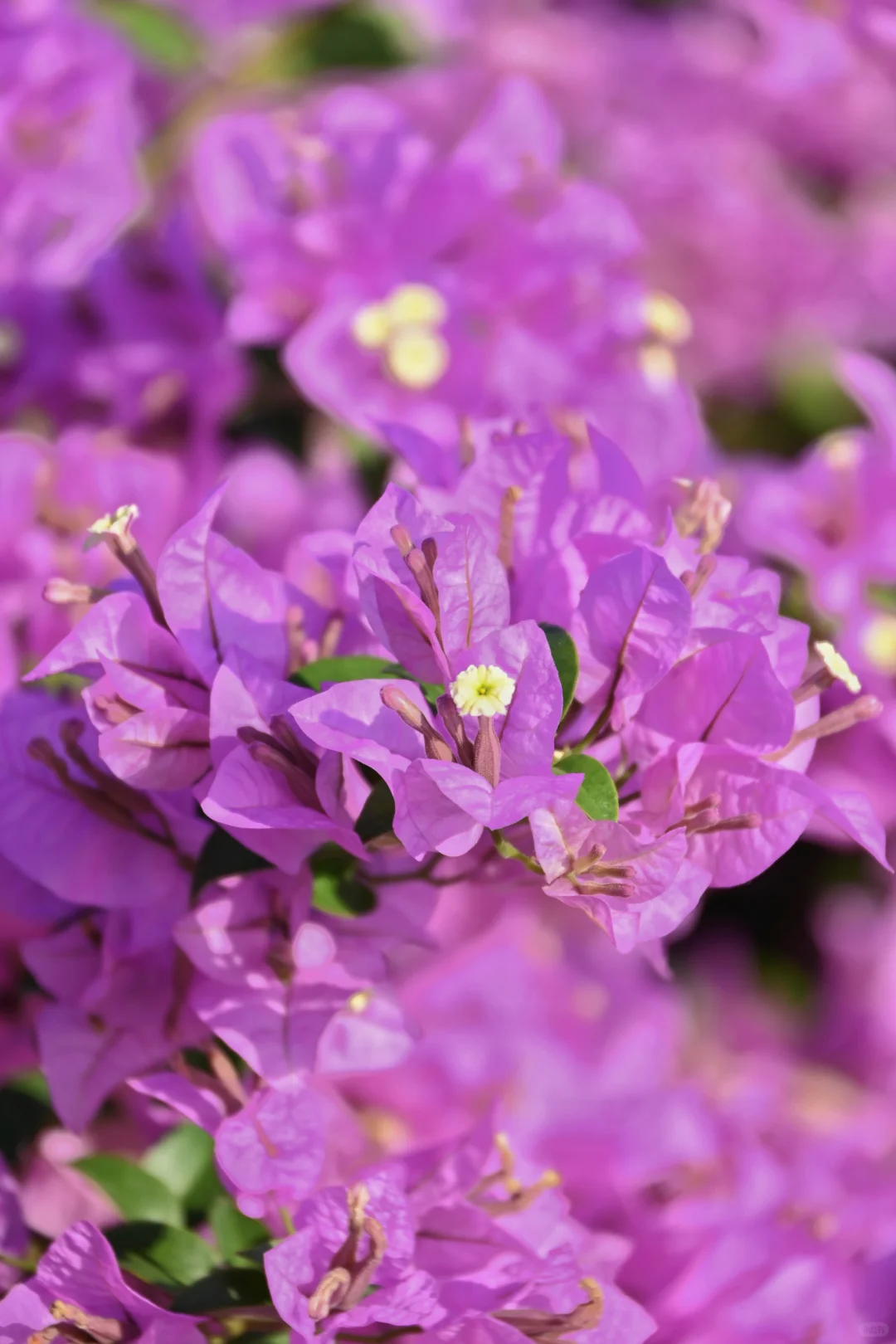 第119站 三亚-三角梅科博园