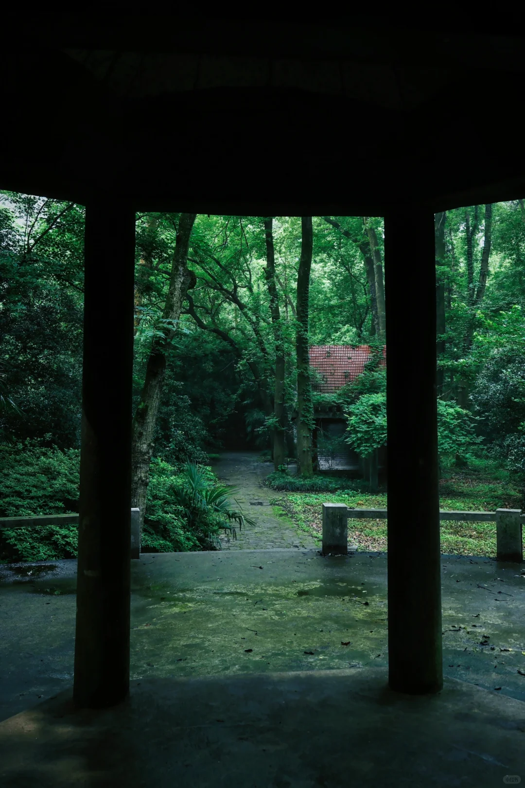 神秘感拉满❗南京本地人才知道的森林秘境