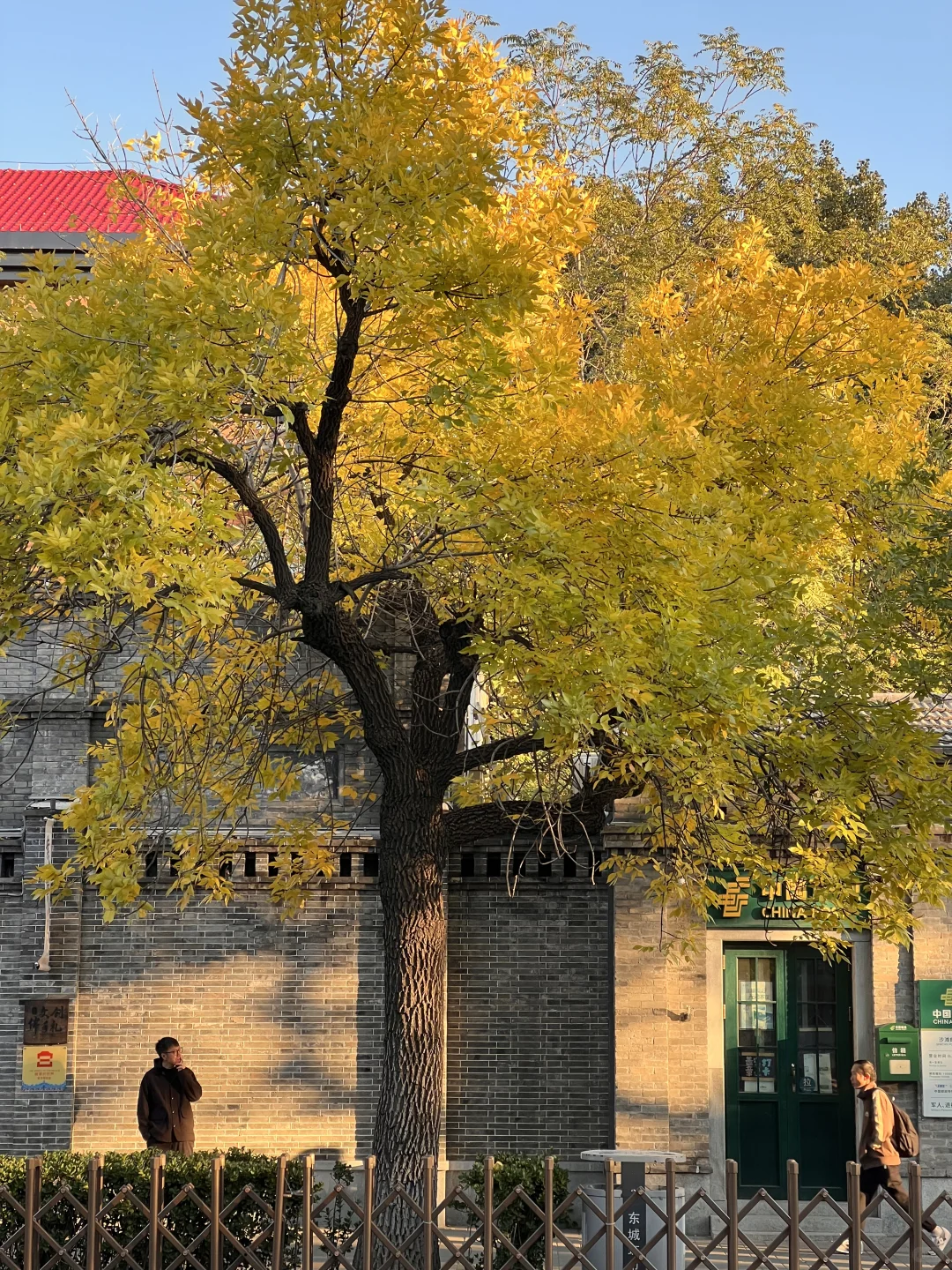 10.21live图｜北平的秋天，我替你看了‼️