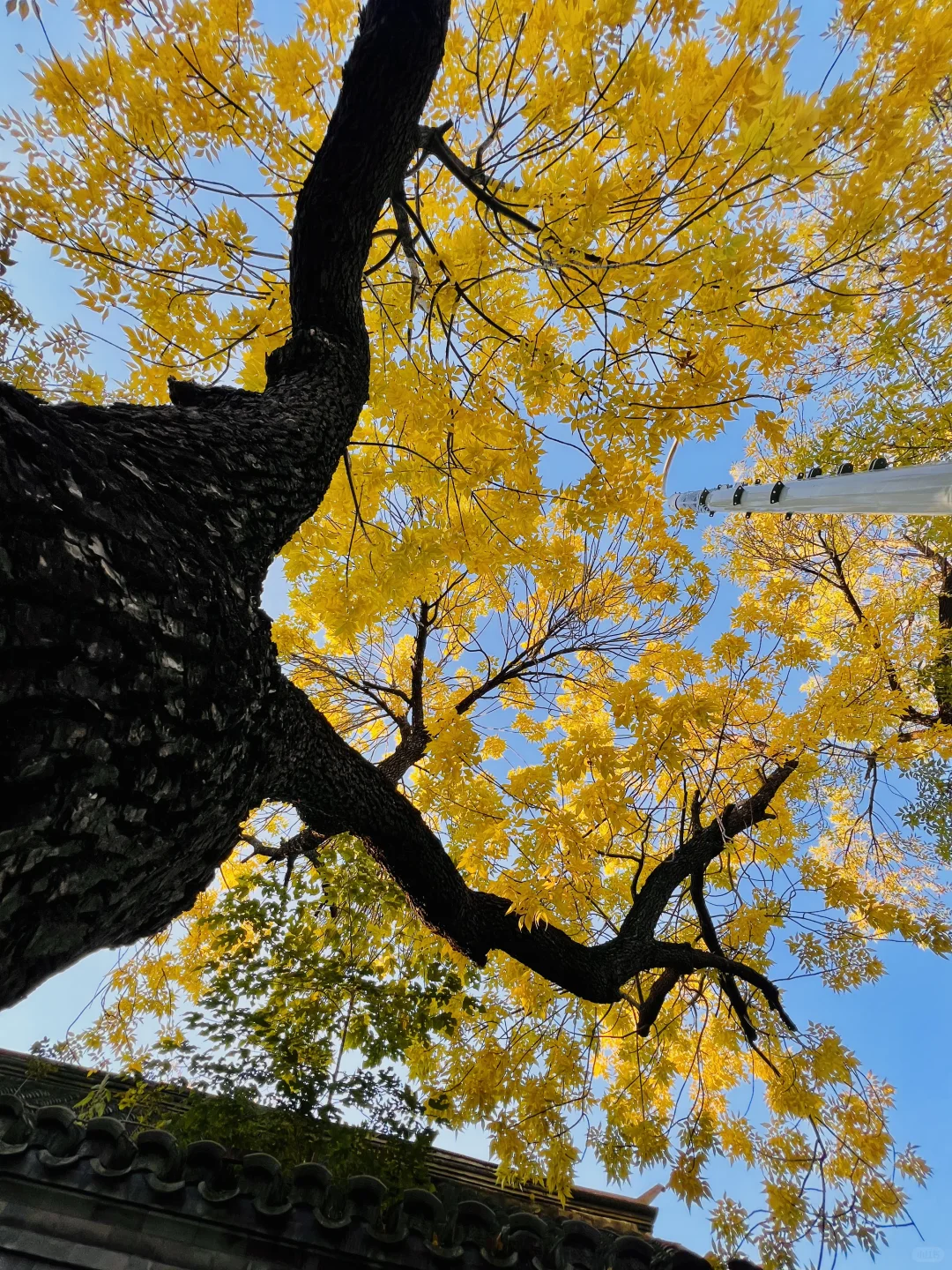 10.21live图｜北平的秋天，我替你看了‼️