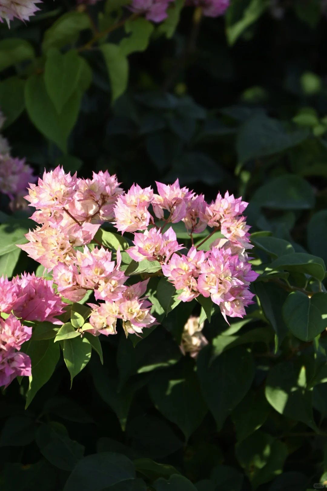 第119站 三亚-三角梅科博园