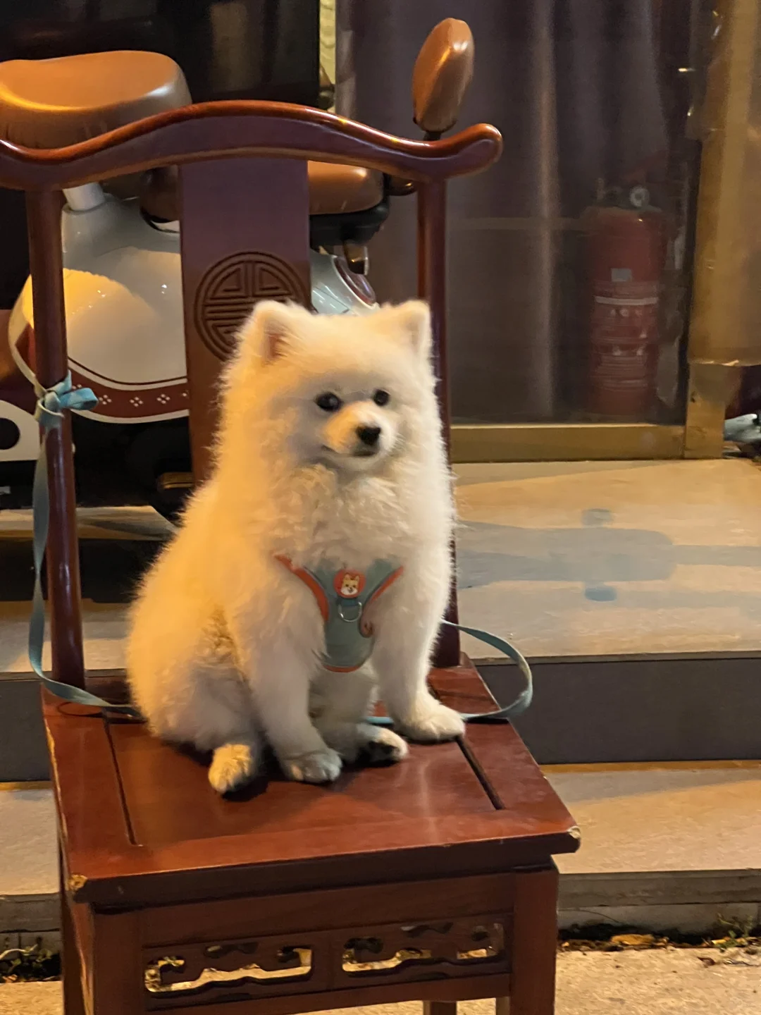 天津自驾-邯郸旅行攻略 石窟 访古 集章（上）