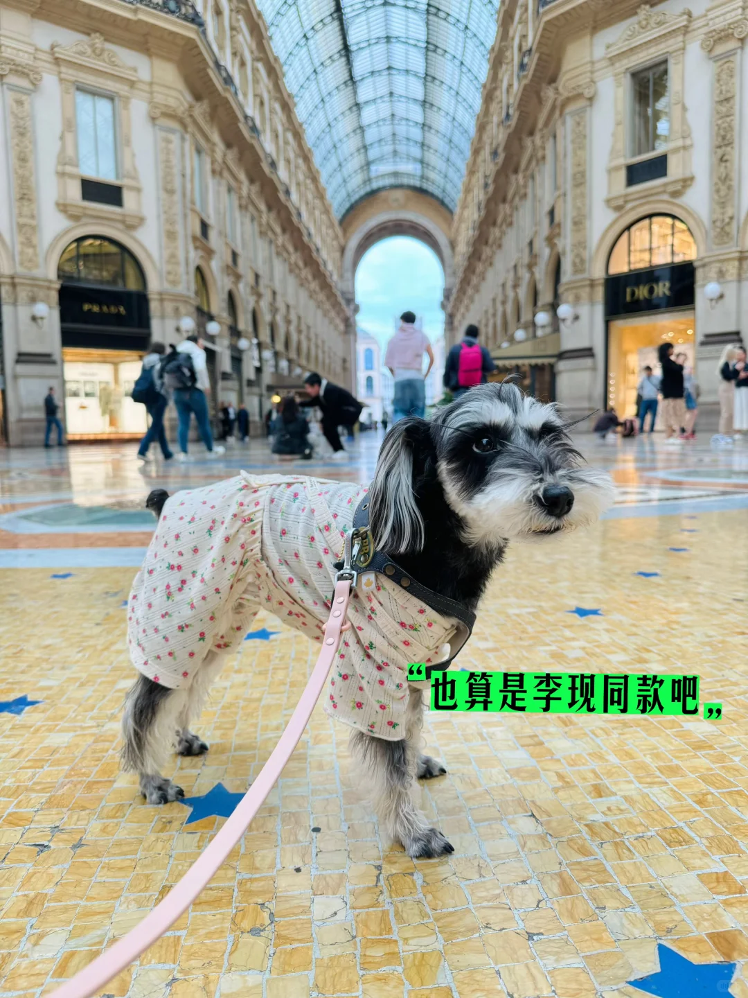 “意大利!小狗我从中国来旅游原来这么容易!”