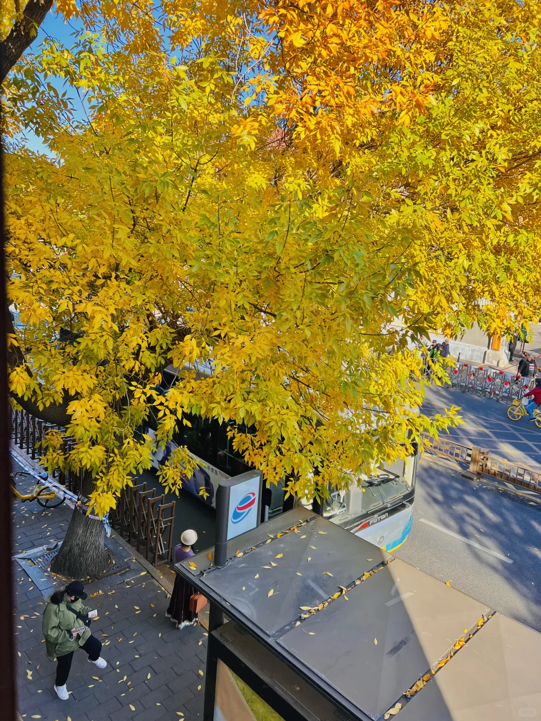 10.21live图｜北平的秋天，我替你看了‼️