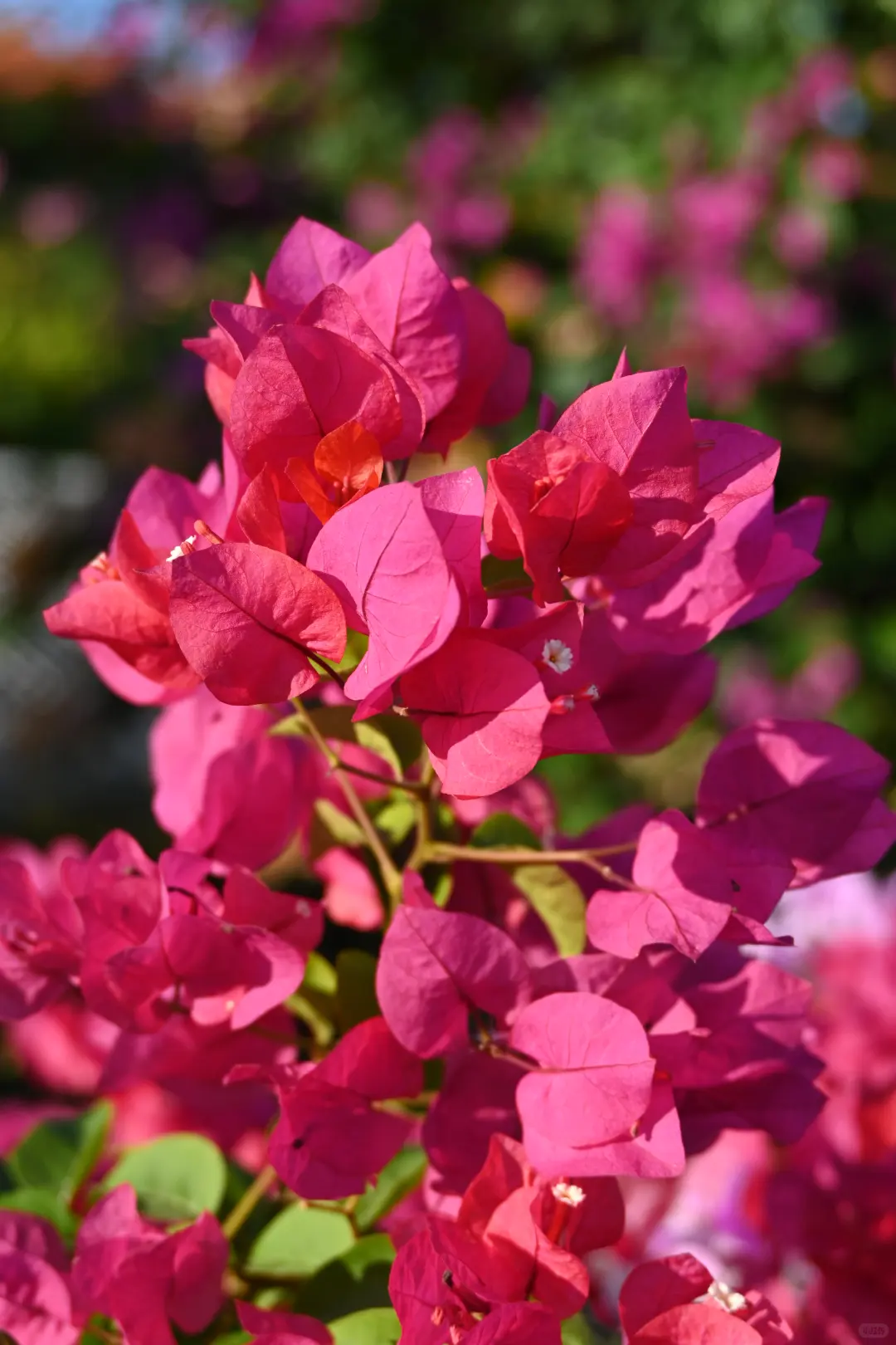 第119站 三亚-三角梅科博园