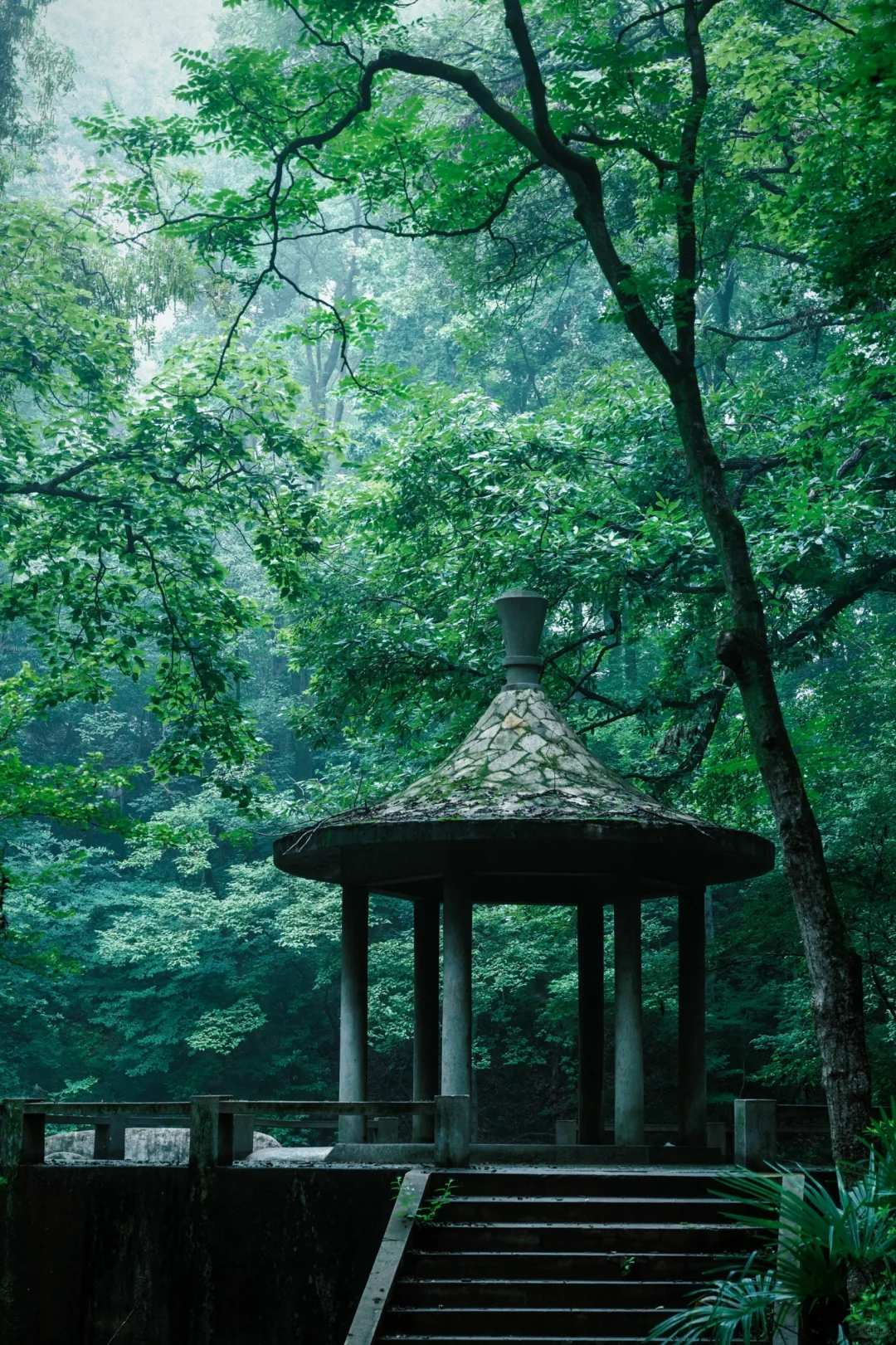 神秘感拉满❗南京本地人才知道的森林秘境