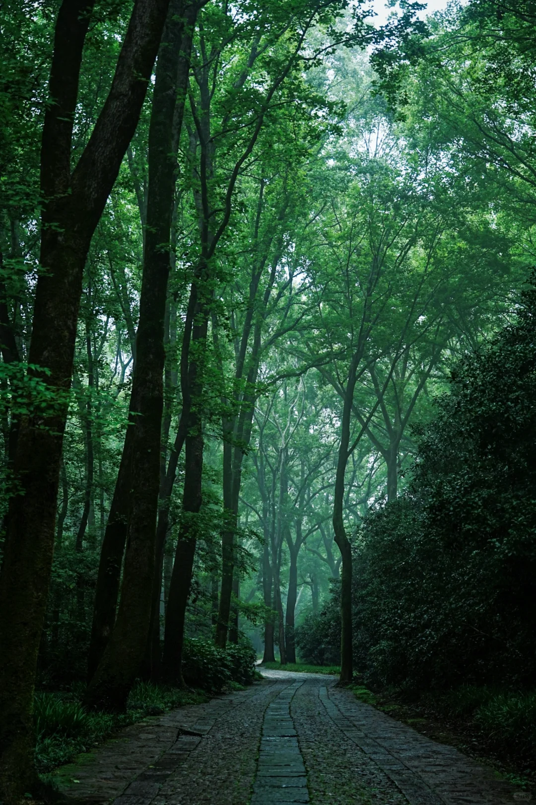神秘感拉满❗南京本地人才知道的森林秘境