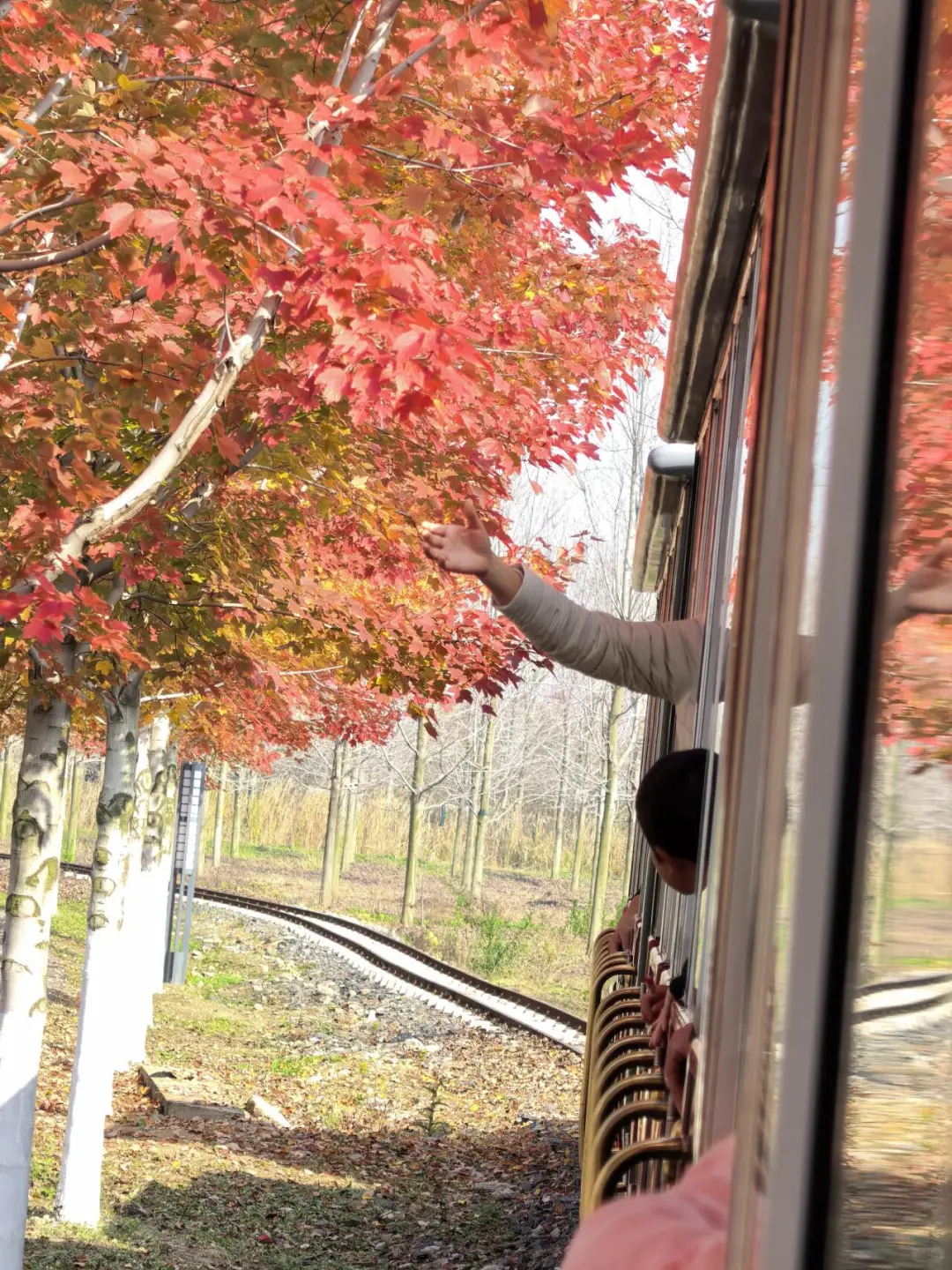 徐州秋天必来的公园坐火车赏枫、露营美翻了