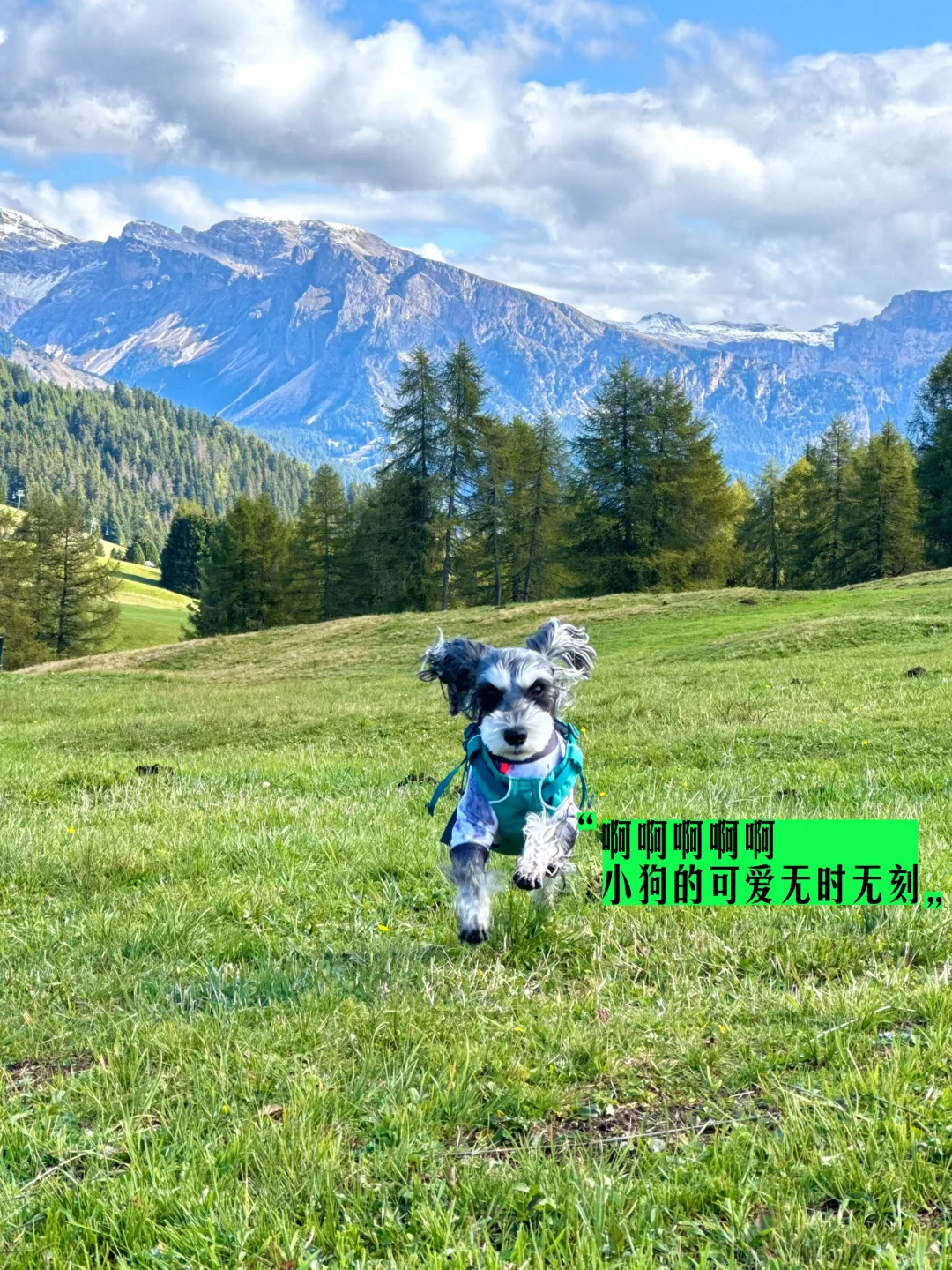 “意大利!小狗我从中国来旅游原来这么容易!”