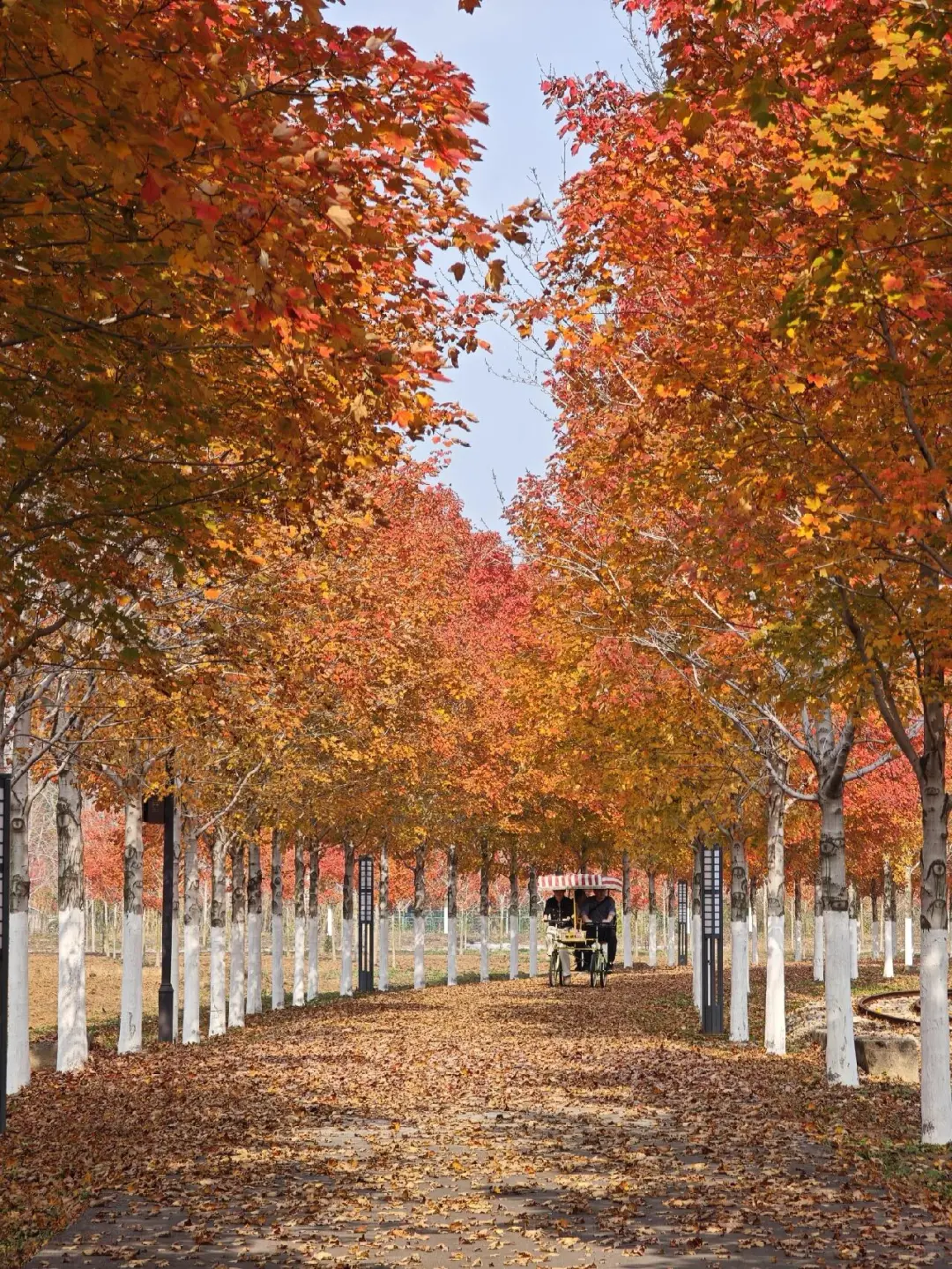 徐州秋天必来的公园坐火车赏枫、露营美翻了