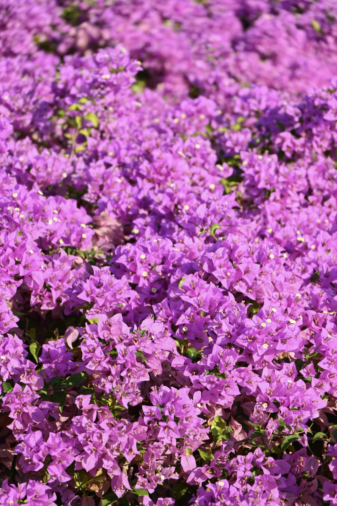 第119站 三亚-三角梅科博园