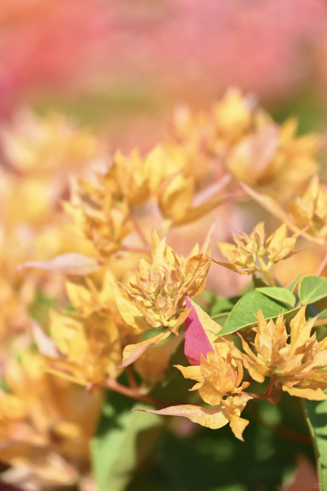 第119站 三亚-三角梅科博园