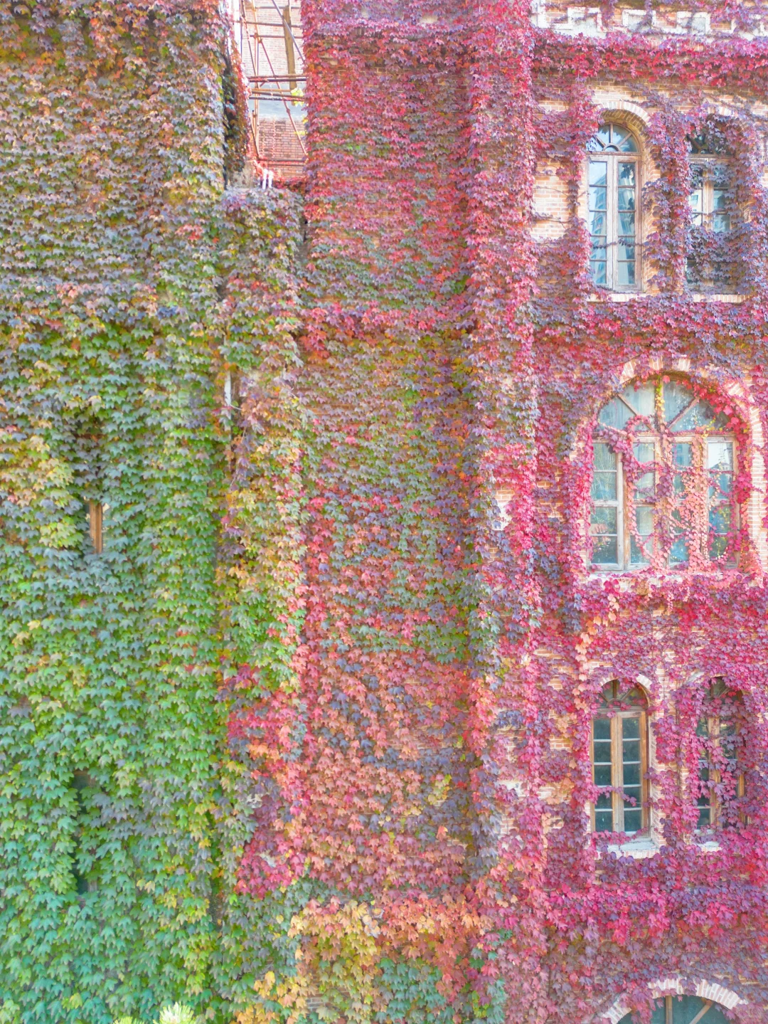 11.5实况❗天津古堡迎来了浪漫💞的时刻～