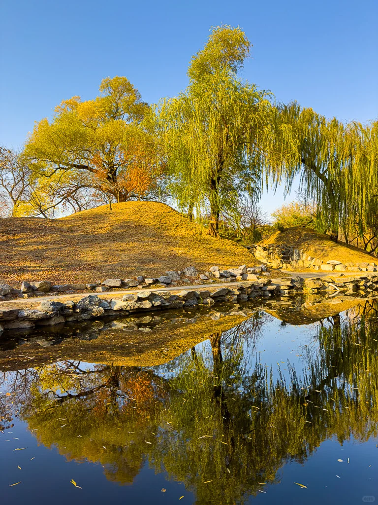 圆明园福海景区门口银杏树，金果挂枝秋染福