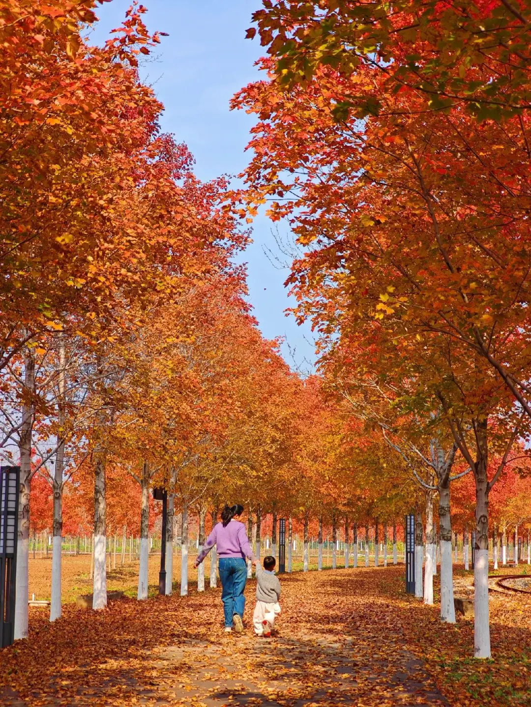 徐州秋天必来的公园坐火车赏枫、露营美翻了