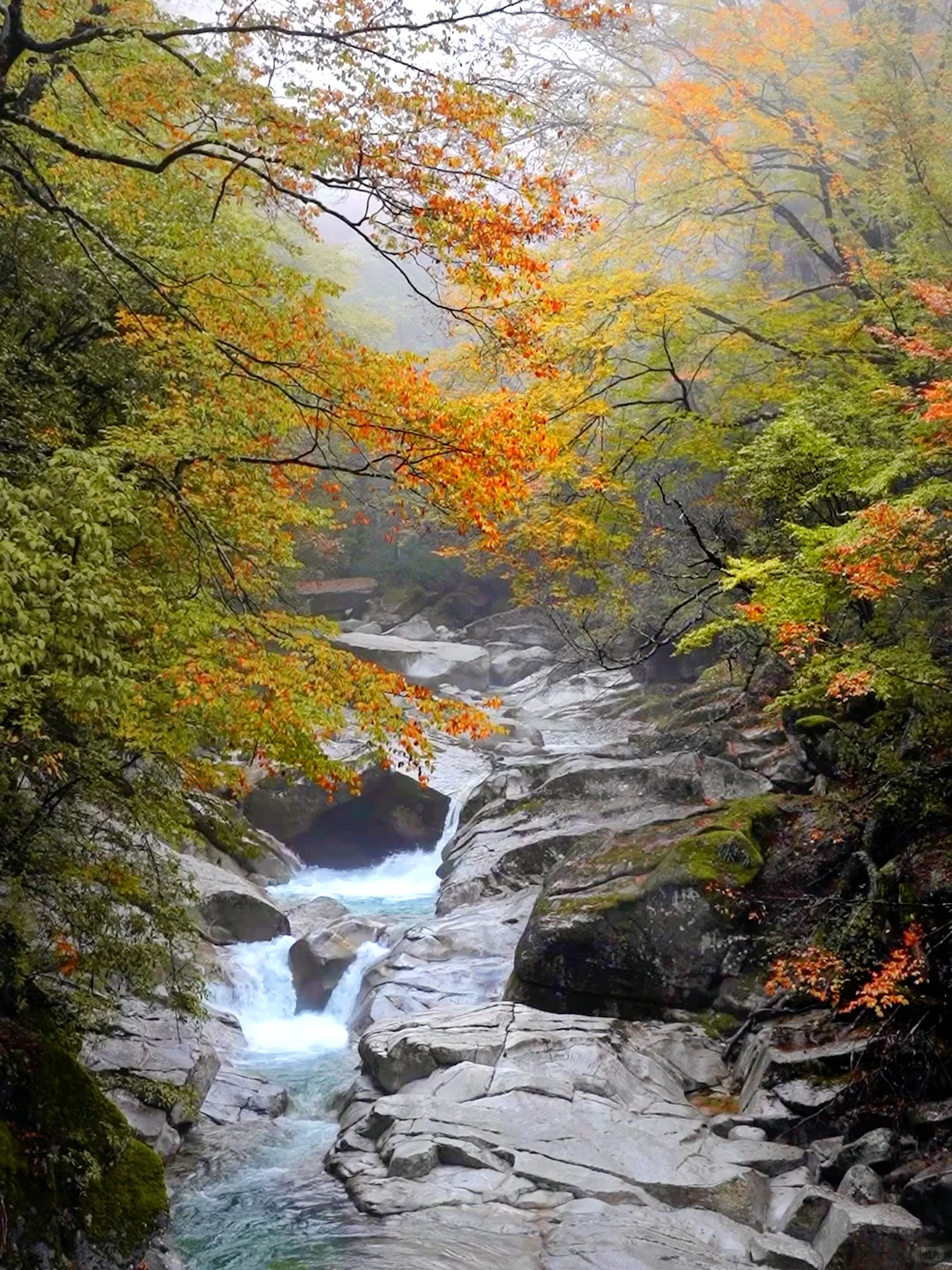 被《国家地理》安利的红叶第一山有多绝❗️