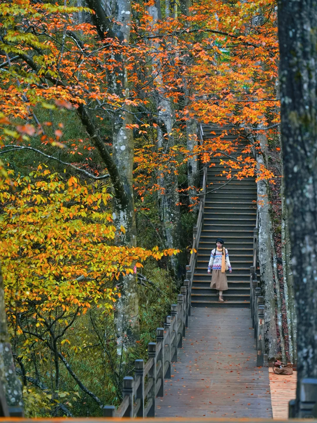 被《国家地理》安利的红叶第一山有多绝❗️