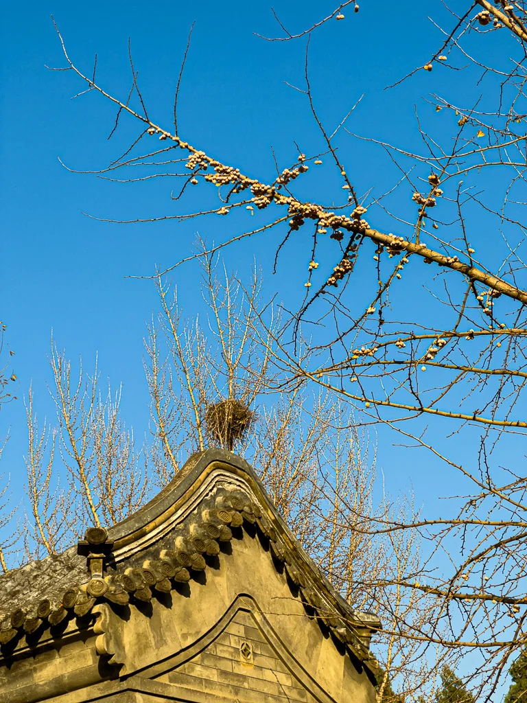 圆明园福海景区门口银杏树，金果挂枝秋染福