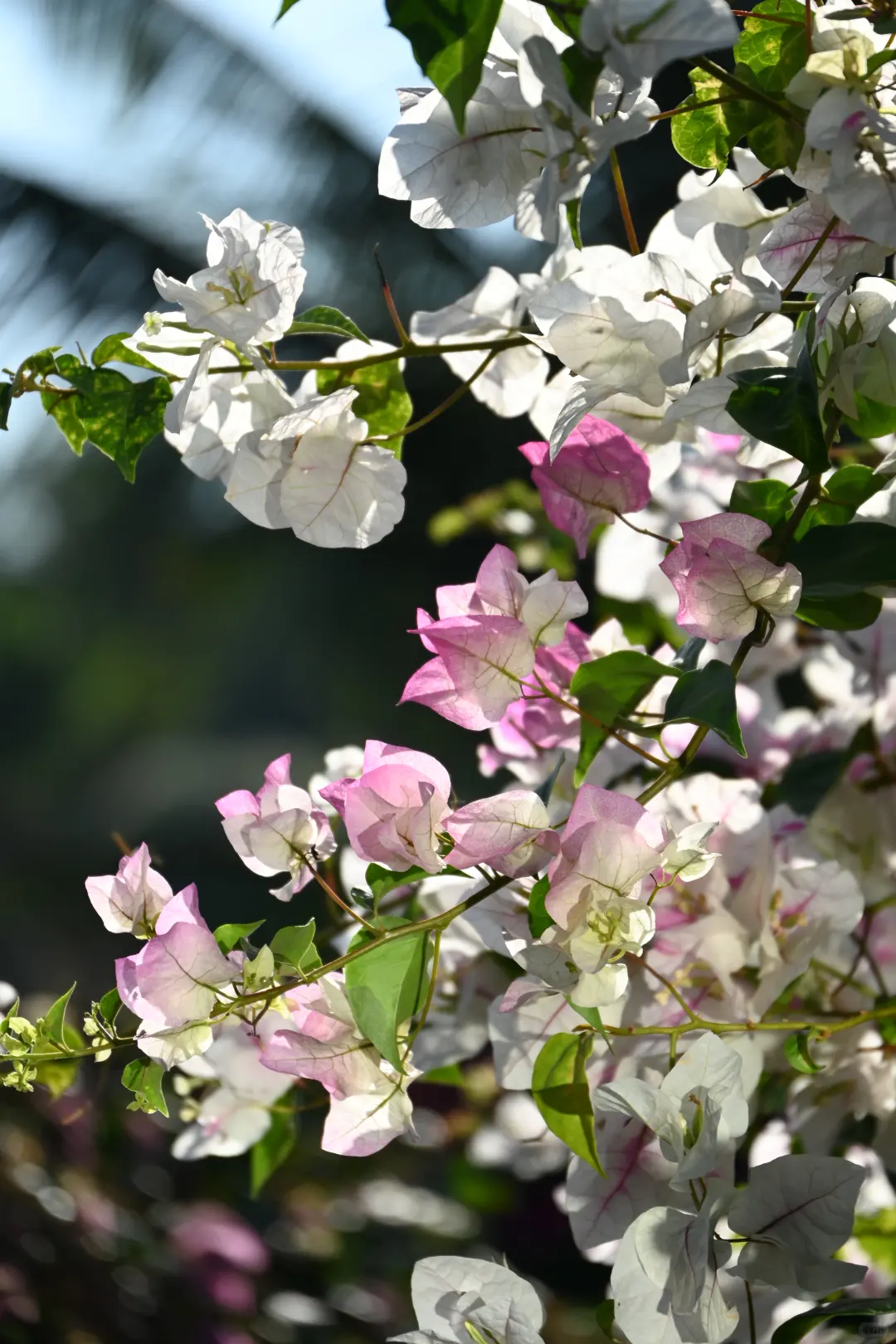 第119站 三亚-三角梅科博园