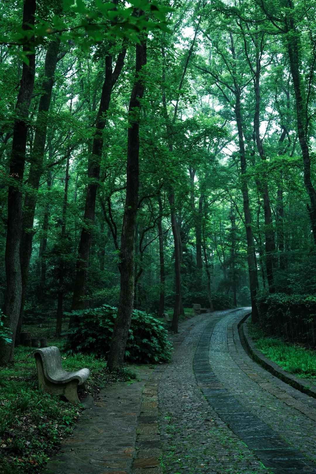 神秘感拉满❗南京本地人才知道的森林秘境
