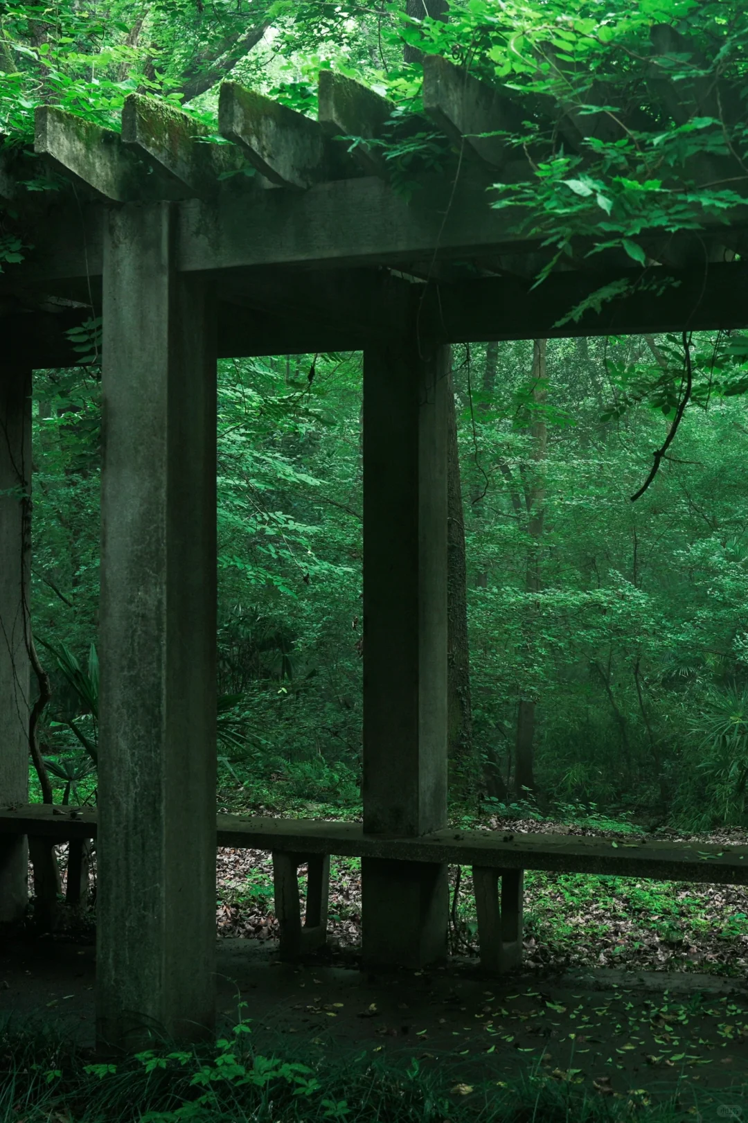 神秘感拉满❗南京本地人才知道的森林秘境