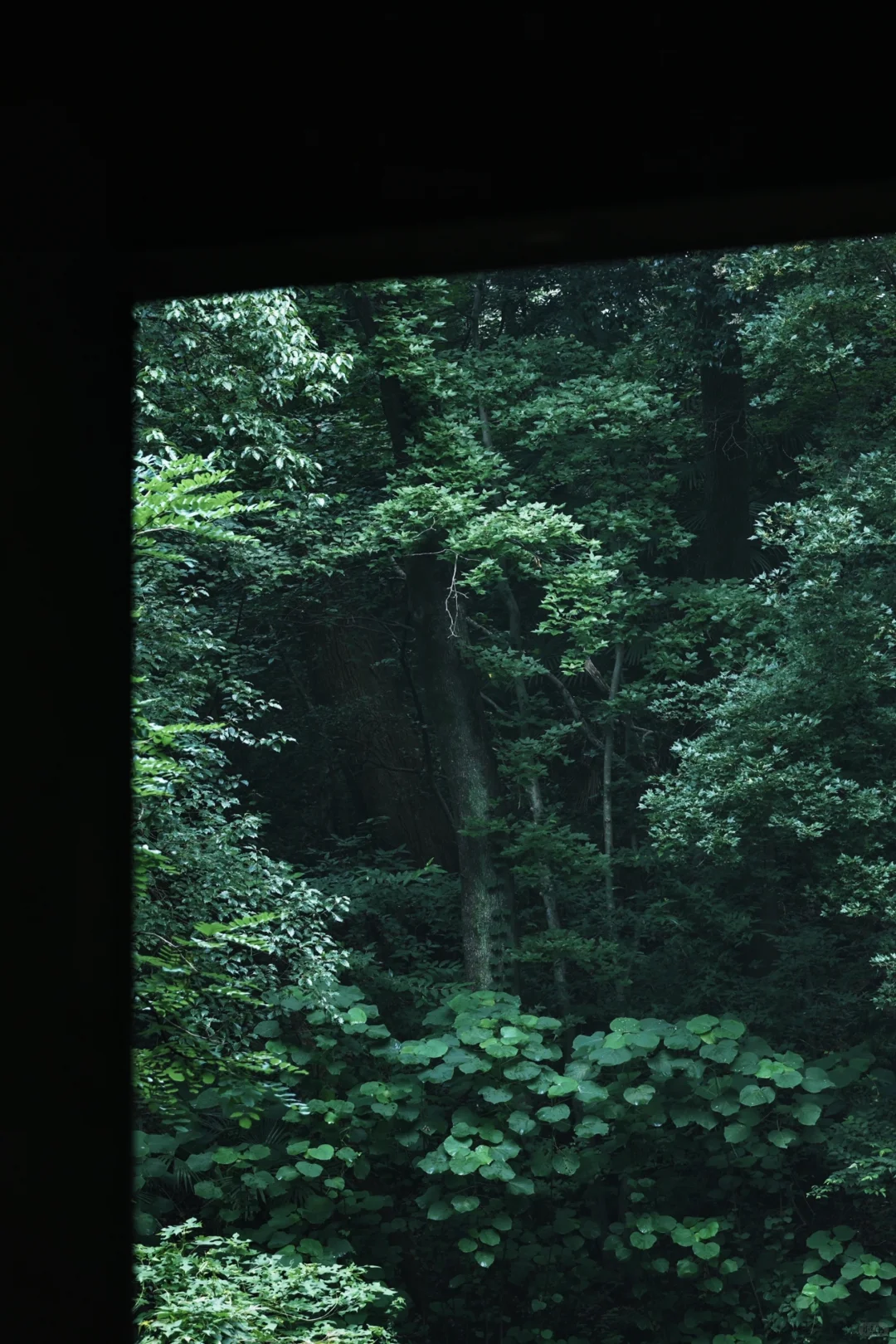 神秘感拉满❗南京本地人才知道的森林秘境