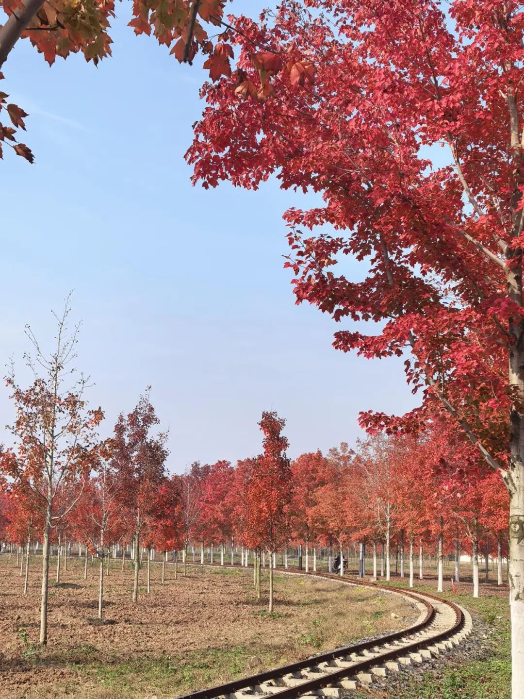 徐州秋天必来的公园坐火车赏枫、露营美翻了