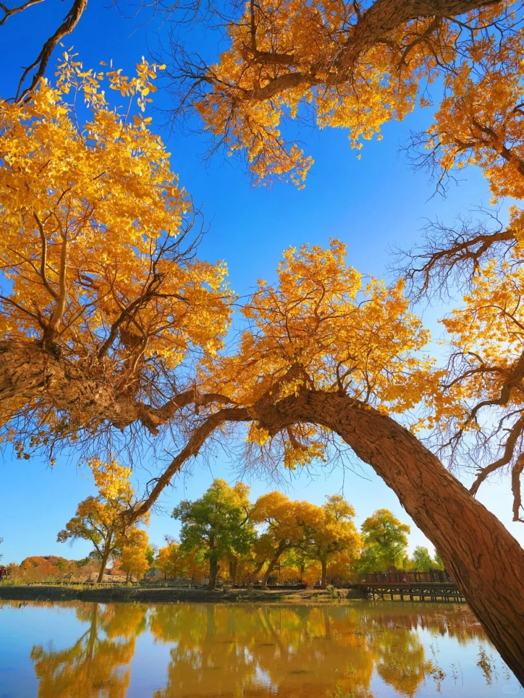 下一个爆款秋日旅行地！不是新疆！超出片！