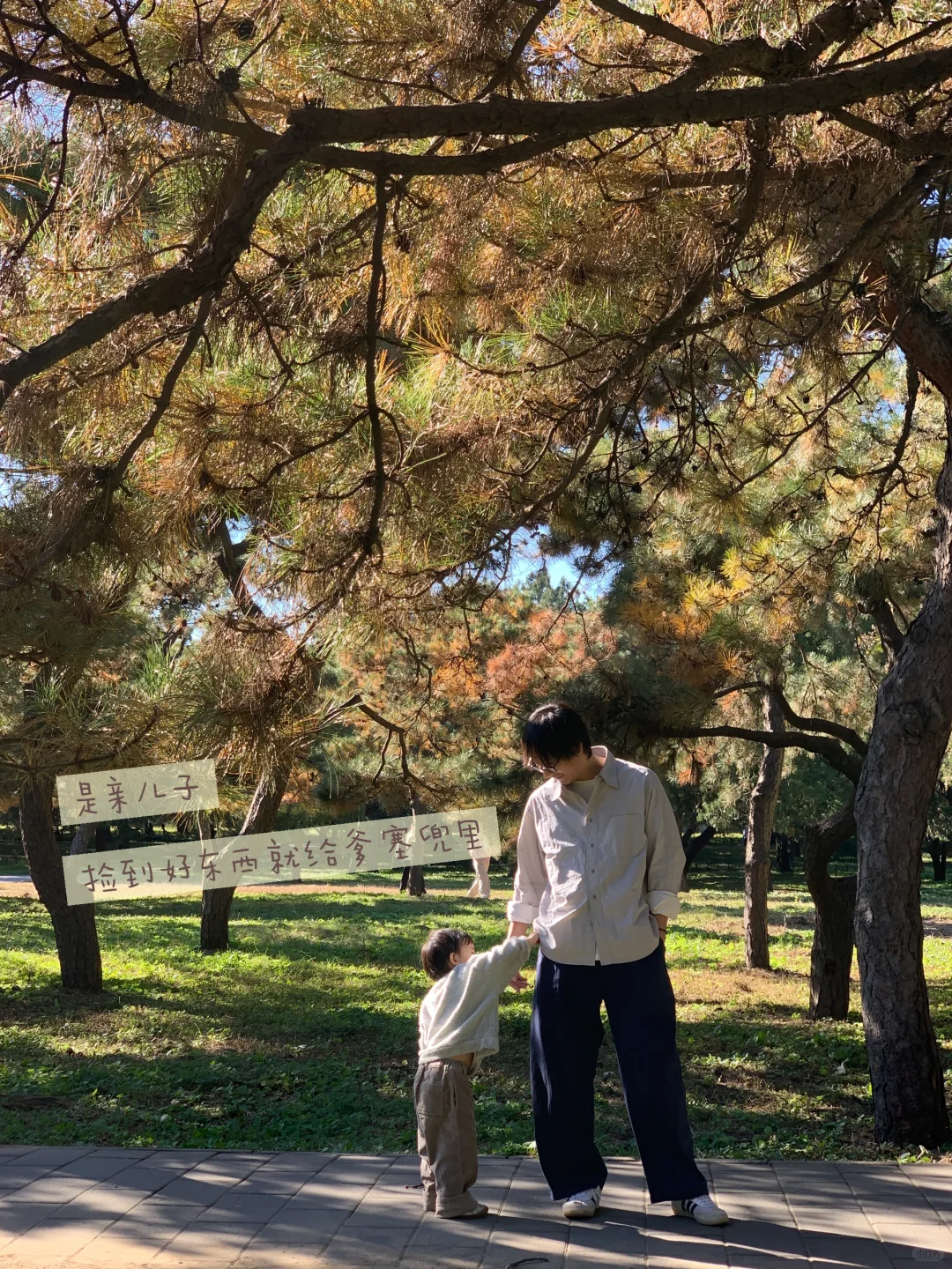 天坛的古松林，漫溢的秋意与松影