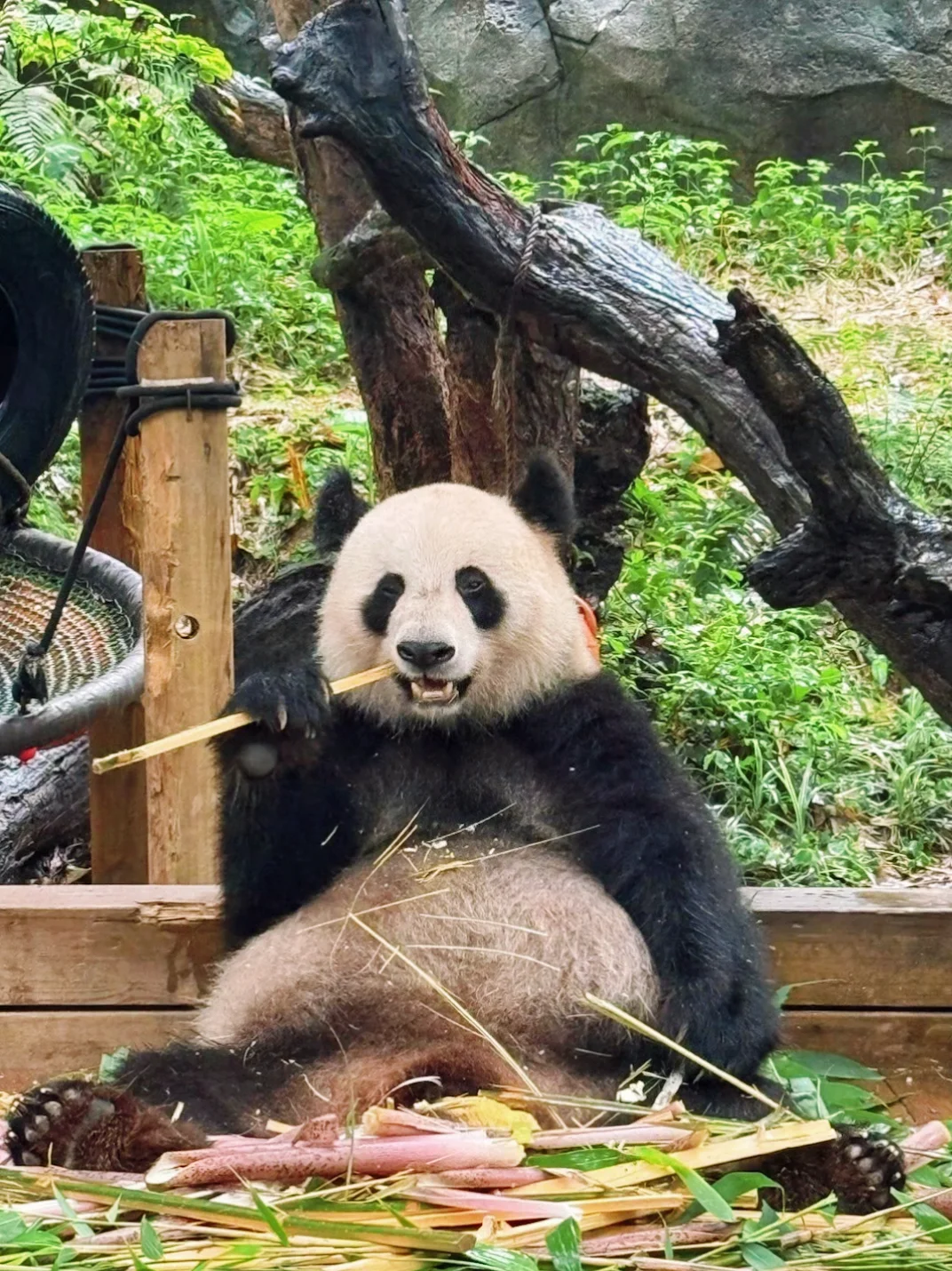长隆内部员工说些大实话，广州长隆真的划算