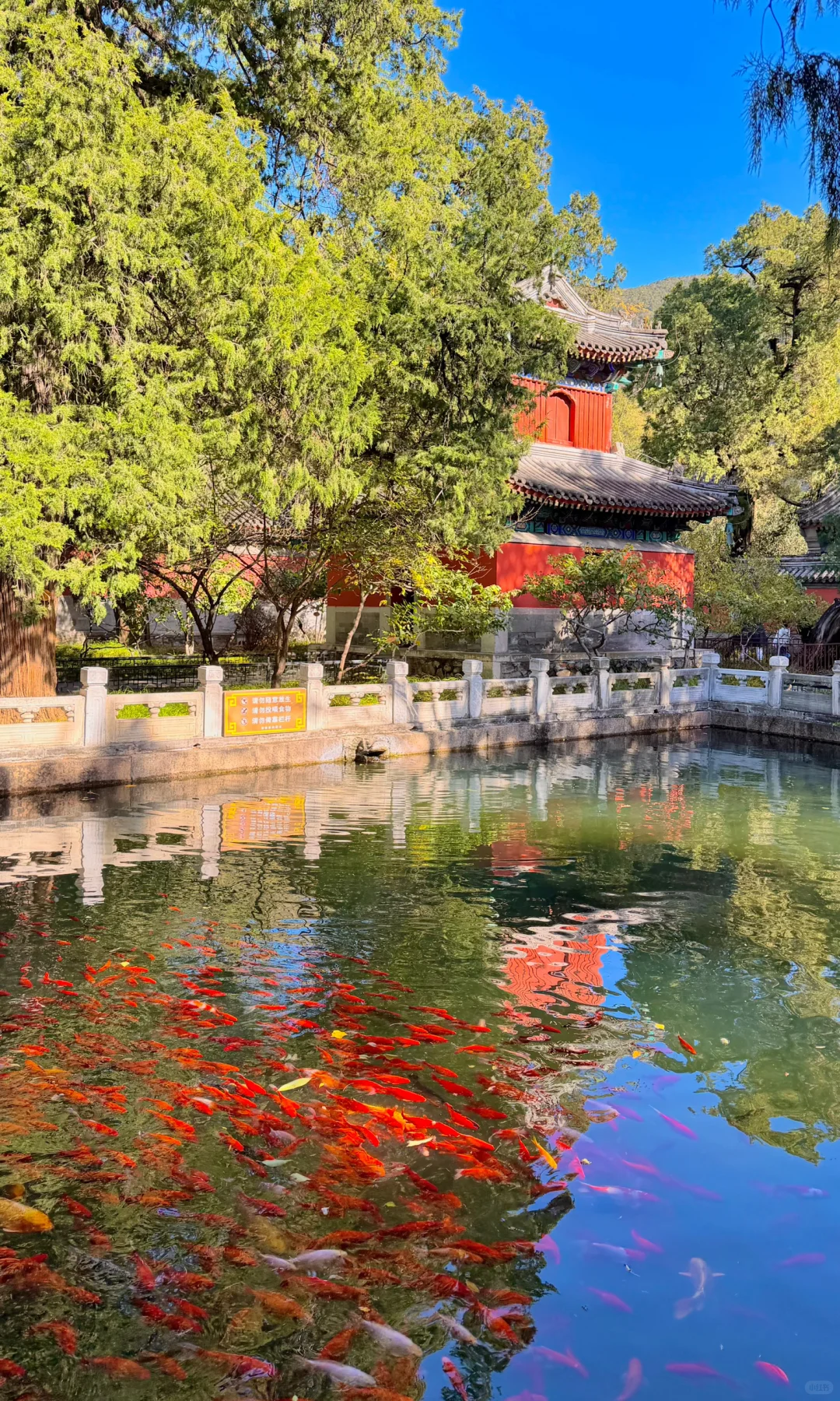 2025.11.9｜北京植物园杀疯了！！！！！！！！！！！！！