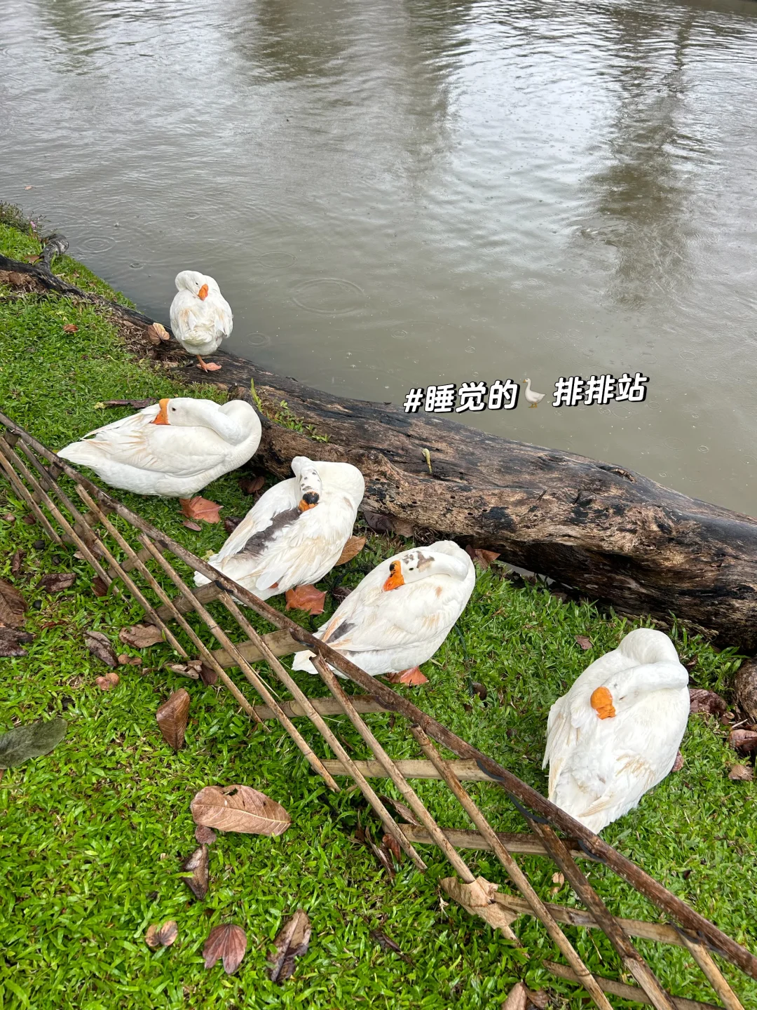 孕晚期也要出门旅游🤰