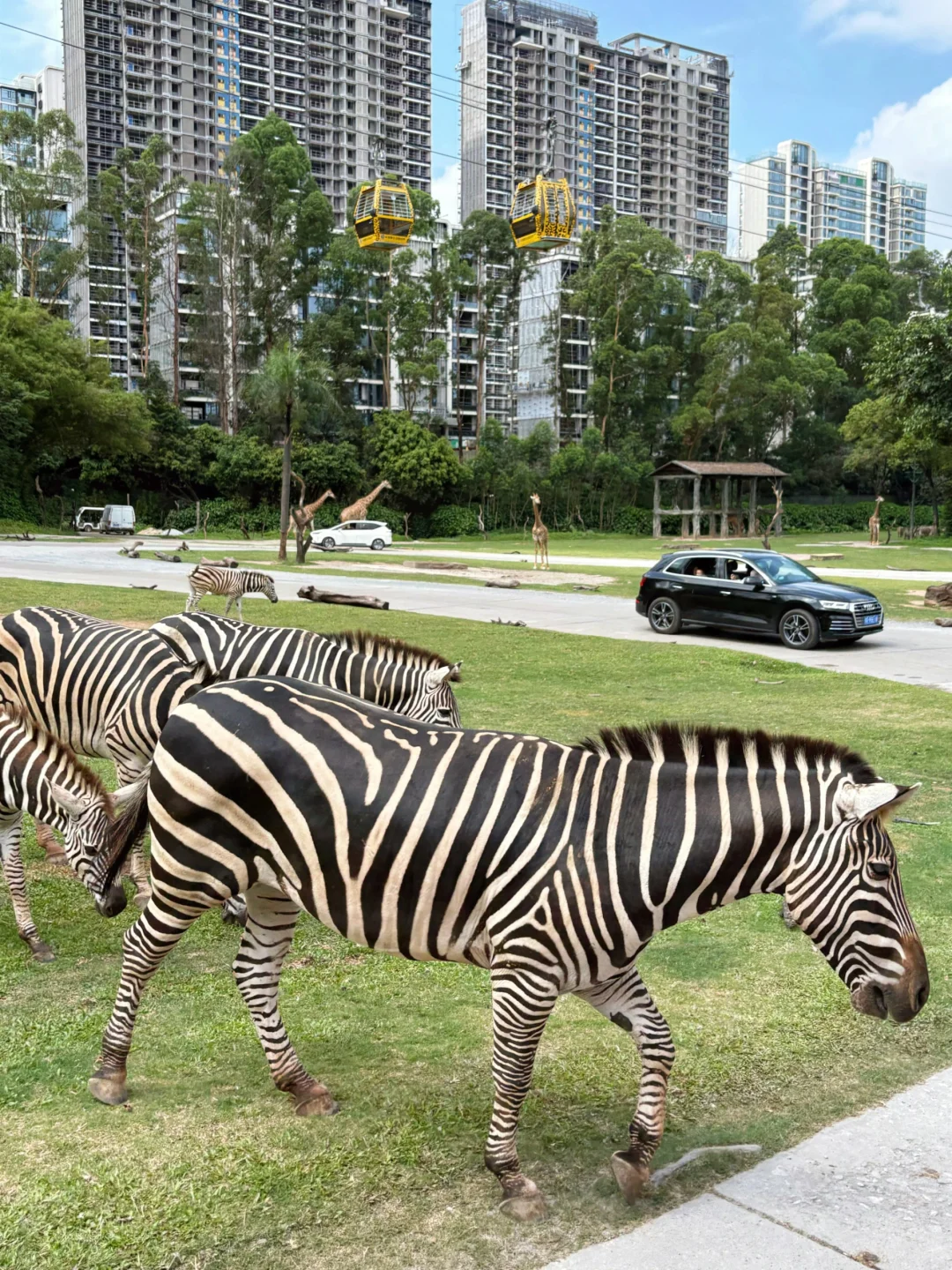 长隆内部员工说些大实话，广州长隆真的划算
