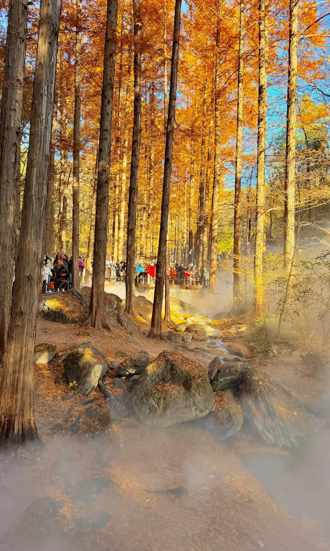 2025.11.9|北京植物园杀疯了!!!!!!!!!!!!!