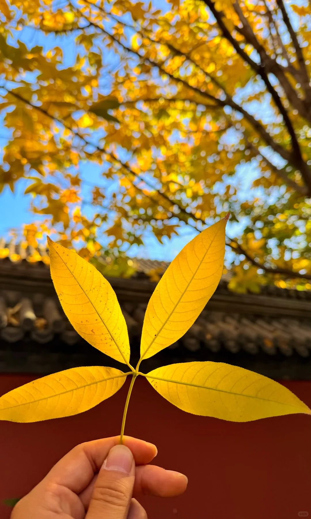 2025.11.9｜北京植物园杀疯了！！！！！！！！！！！！！