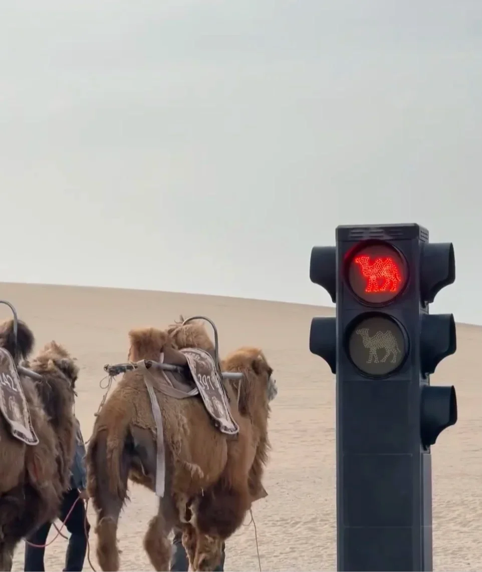 普通家庭不要轻易带娃去敦煌